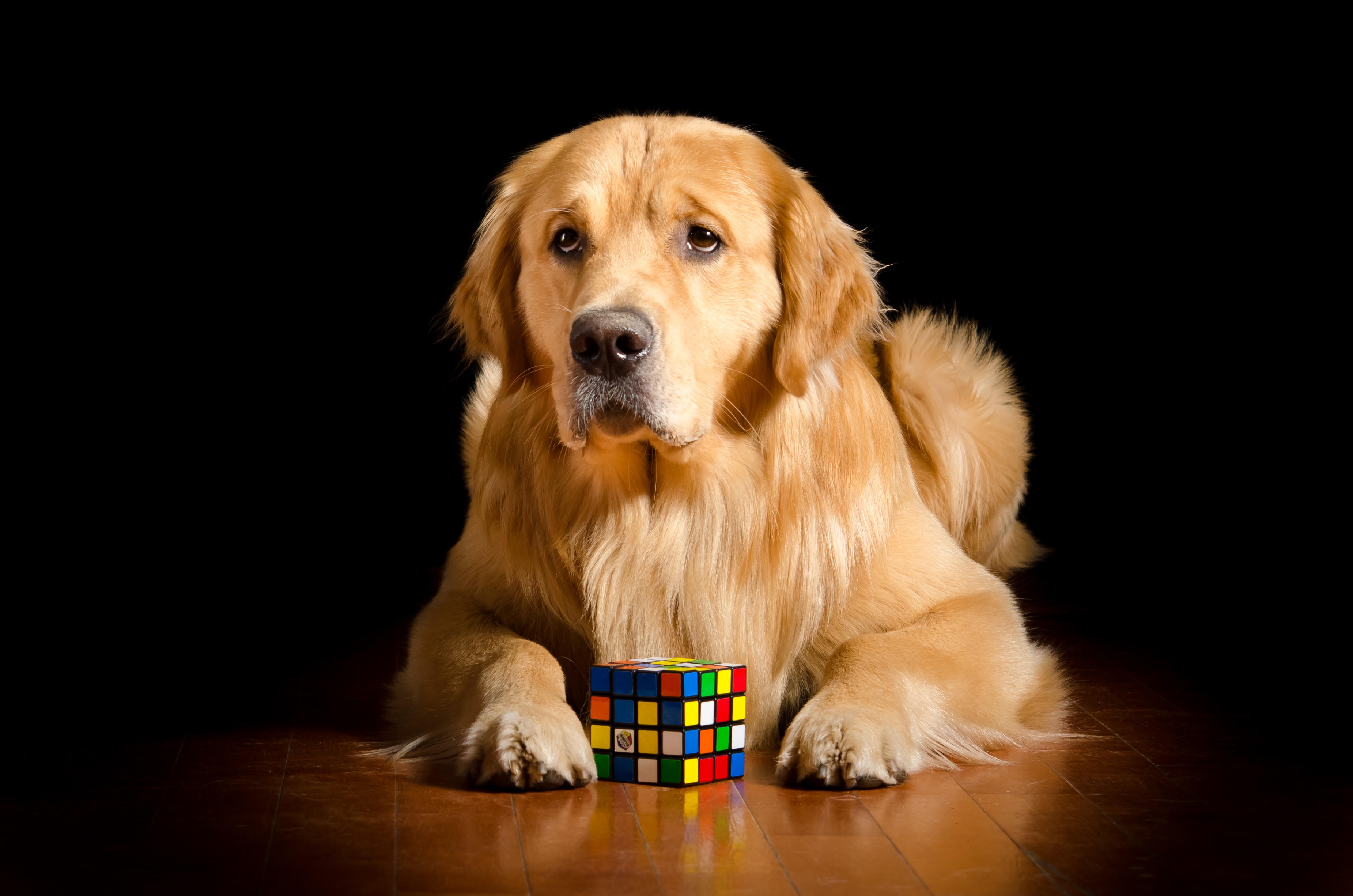 482618 скачать обои животные, золотистый ретривер, собака, кубик рубик, собаки - заставки и картинки бесплатно