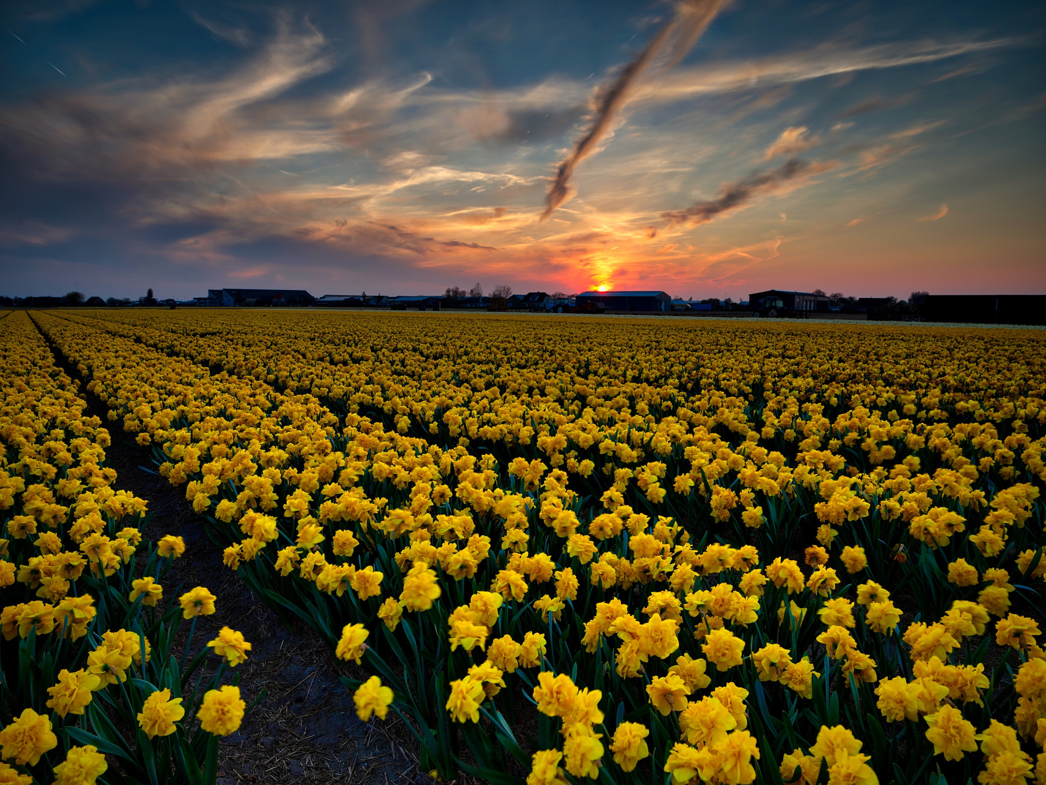 Laden Sie Pfingstrose Tulpen HD-Desktop-Hintergründe herunter