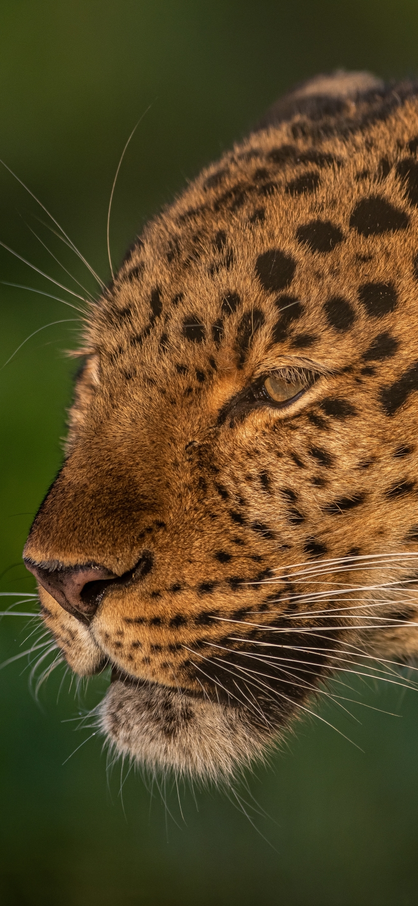 Download mobile wallpaper Cats, Leopard, Animal for free.