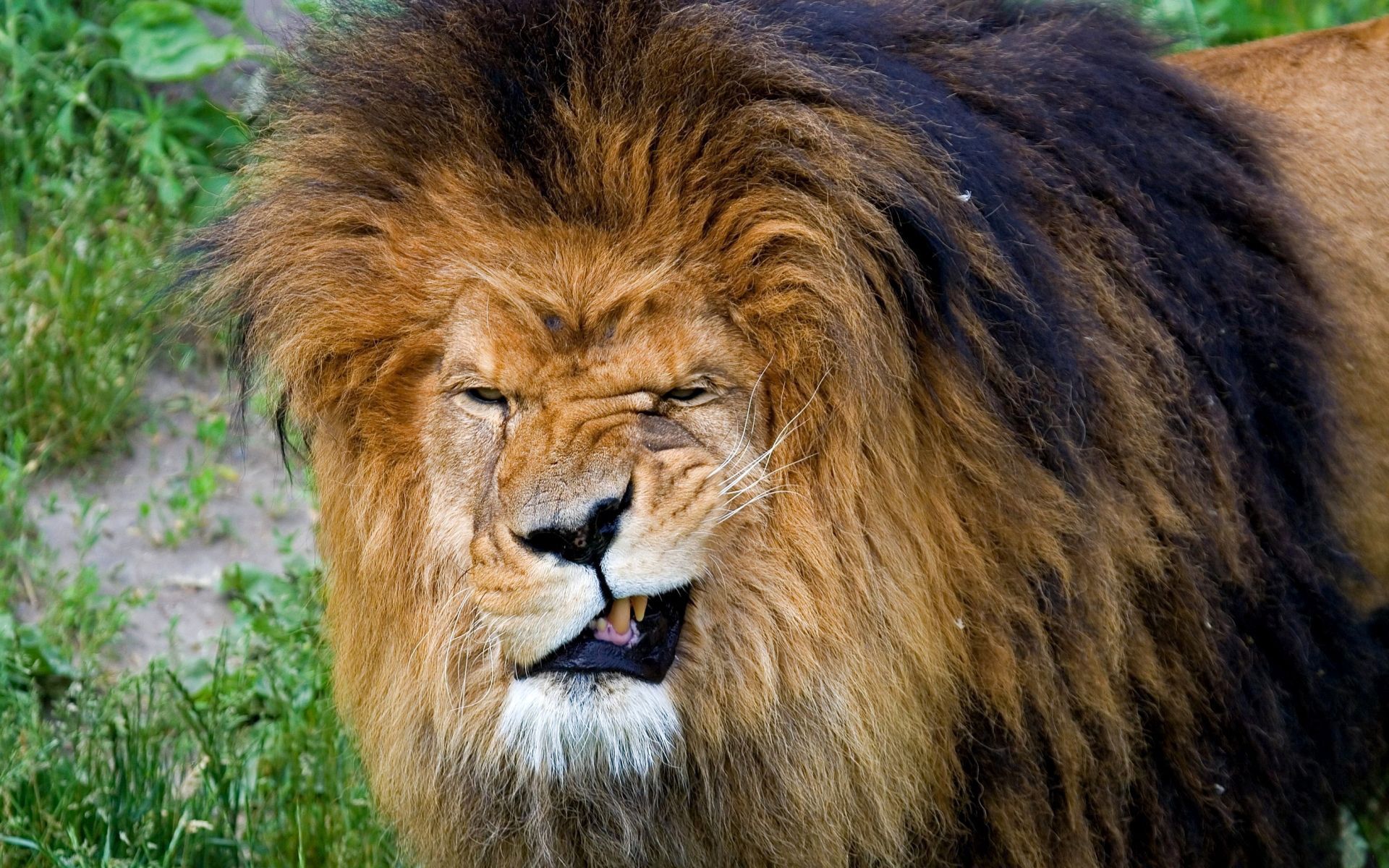 107685 скачать обои лев, царь зверей, большая кошка, оскал, грива, агрессия, хищник, морда, животные - заставки и картинки бесплатно