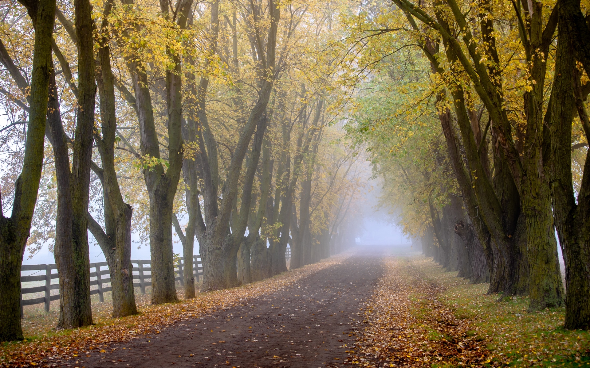 Free download wallpaper Fog, Leaf, Fall, Earth, Path, Dirt Road on your PC desktop
