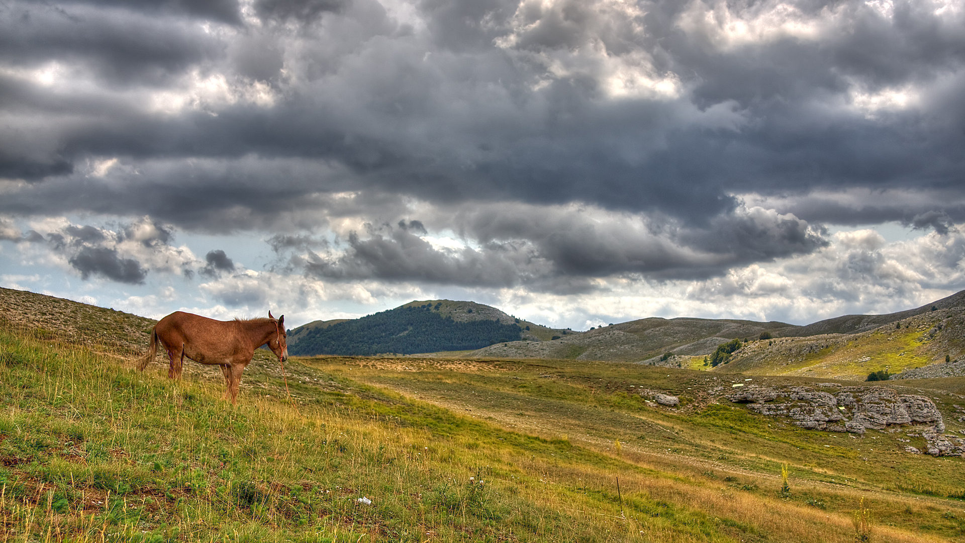 Handy-Wallpaper Tiere, Hauspferd kostenlos herunterladen.