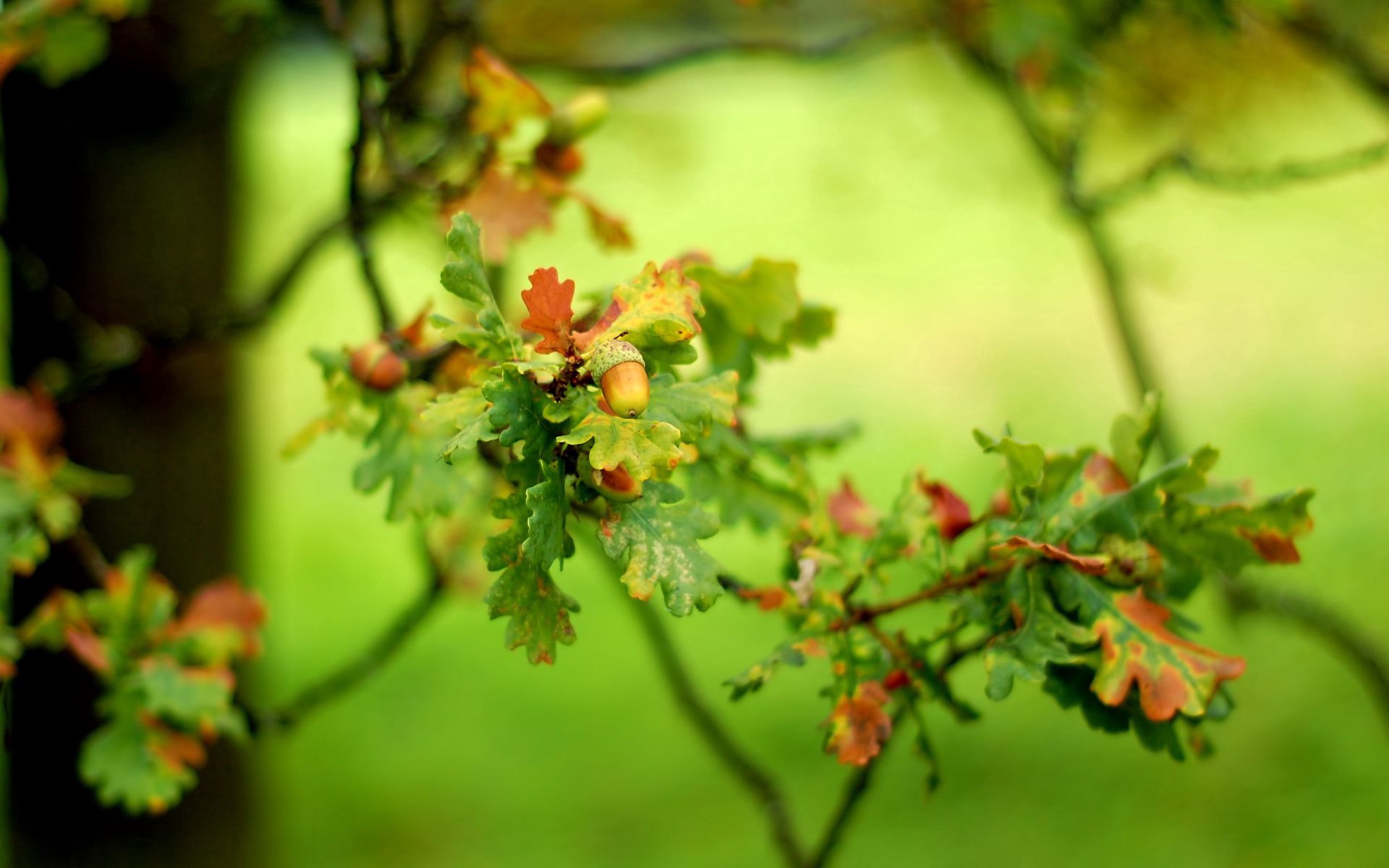 smooth, oak, blur, acorn, nature, leaves, green