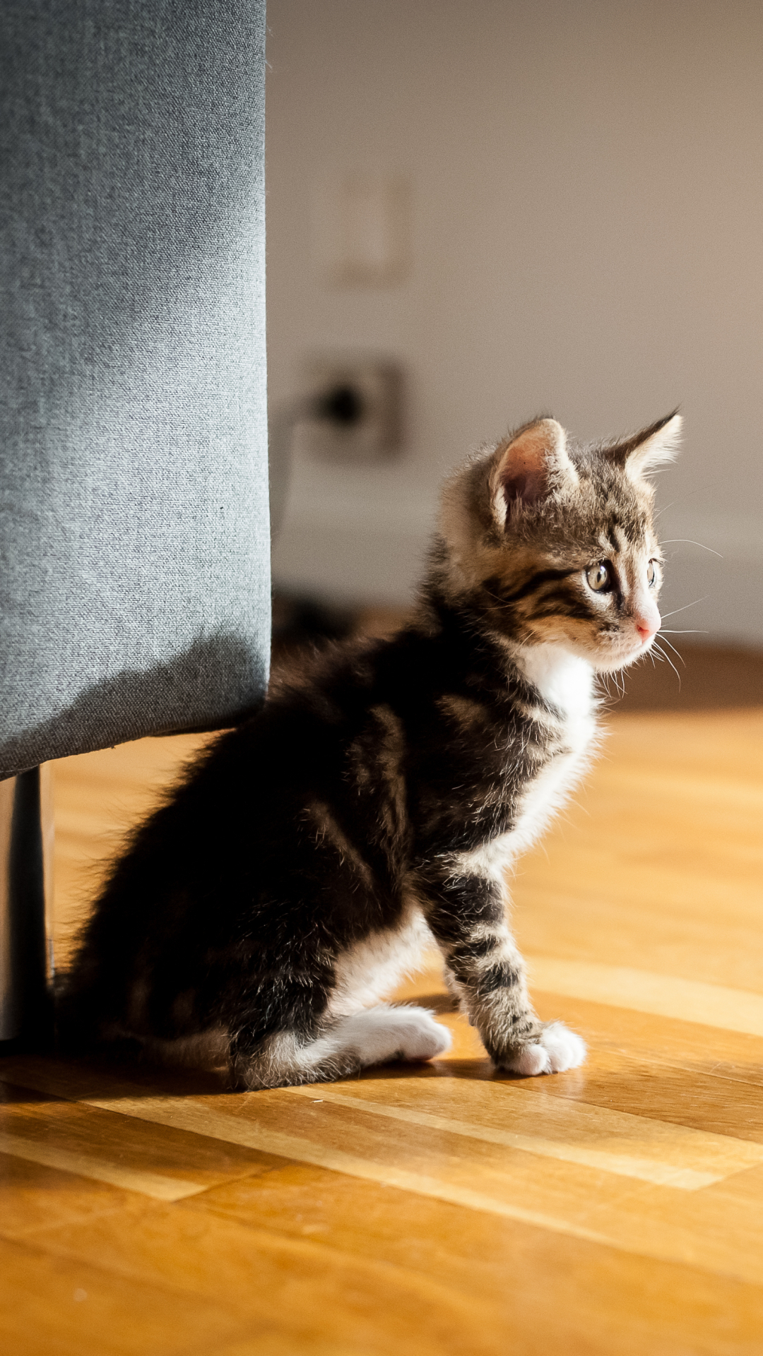 無料モバイル壁紙動物, ネコ, 猫, 子猫, 赤ちゃん動物をダウンロードします。