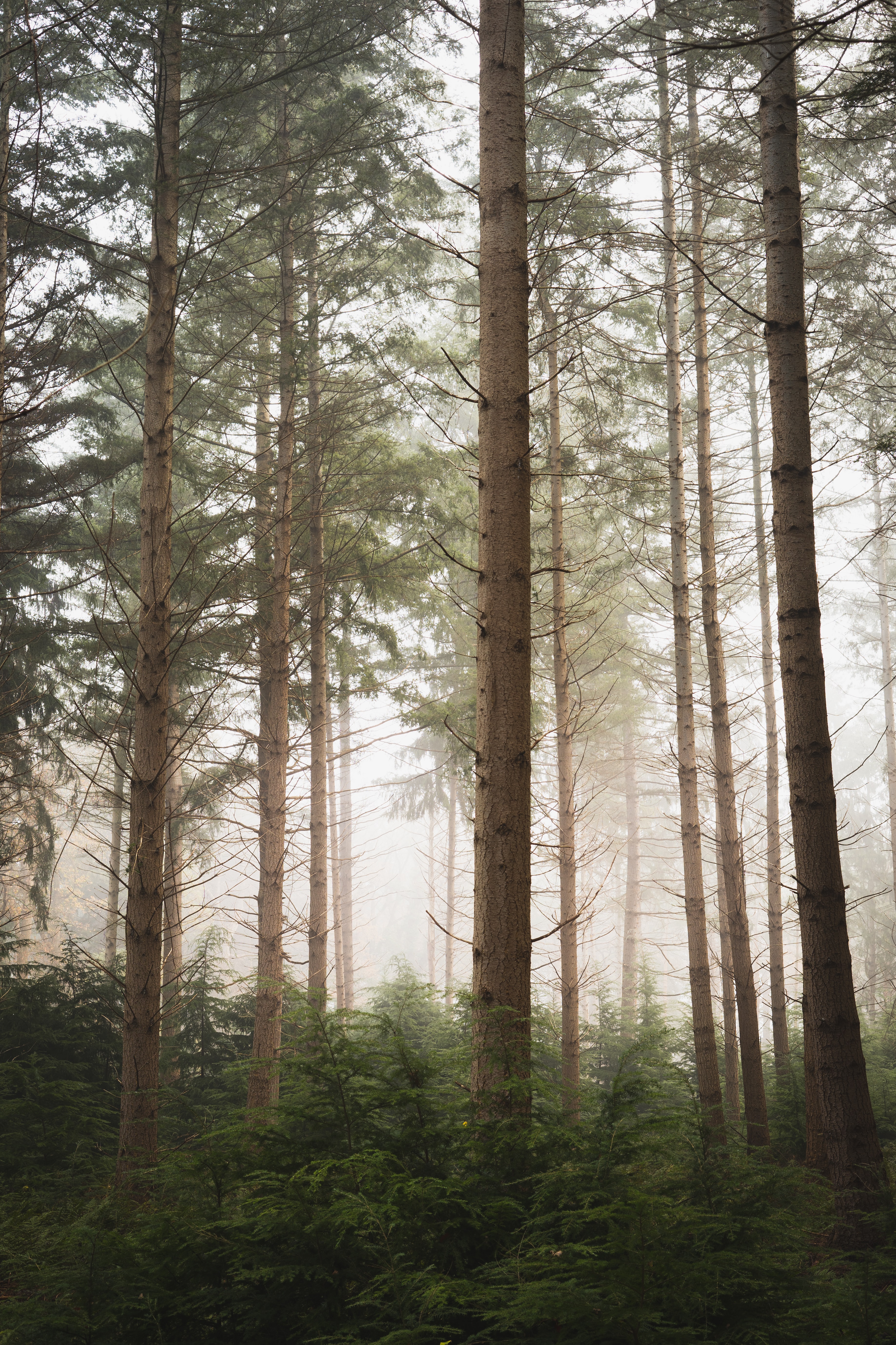fog, nature, trees, pine, forest 1080p