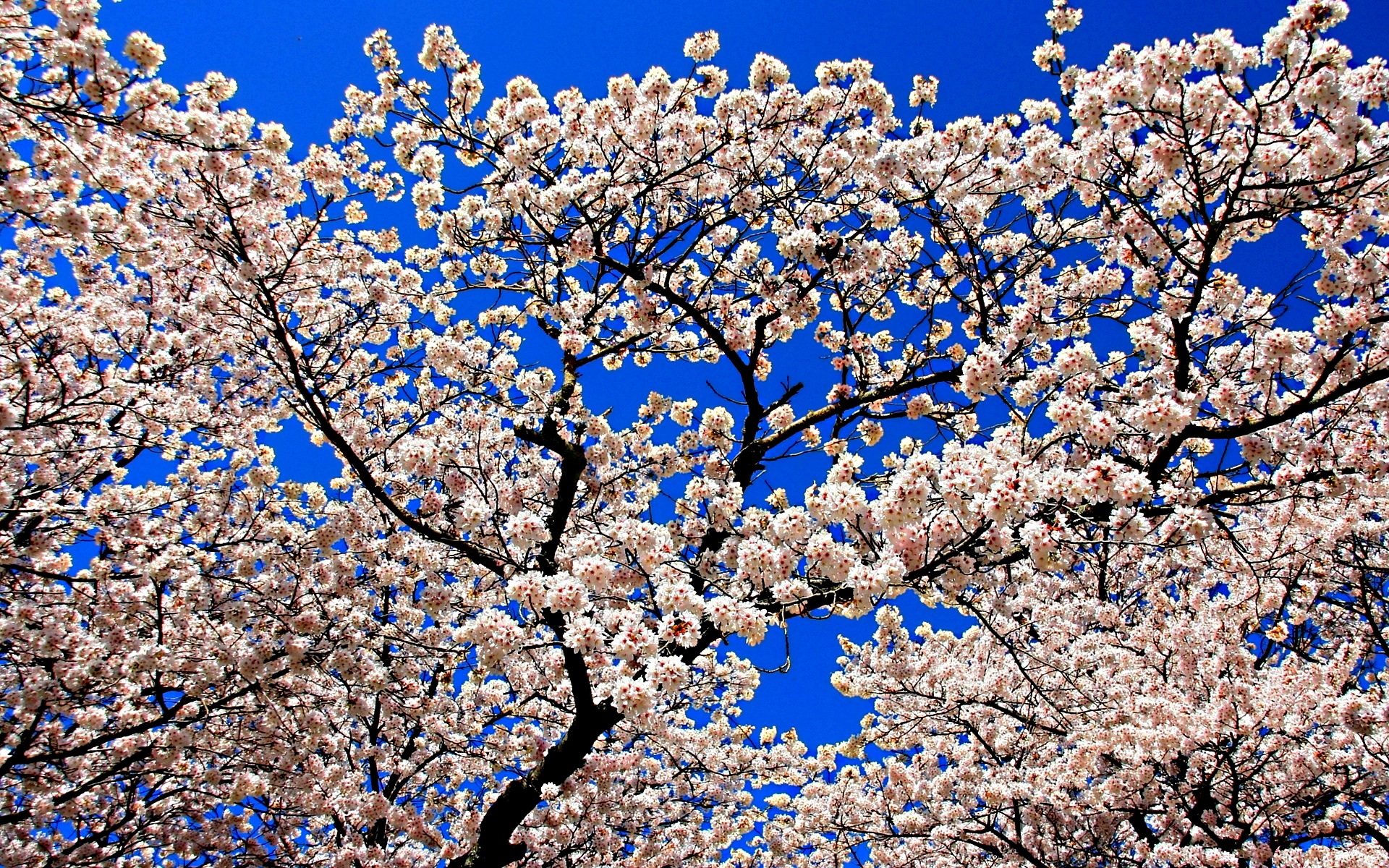 Descarga gratis la imagen Flores, Florecer, Tierra/naturaleza en el escritorio de tu PC