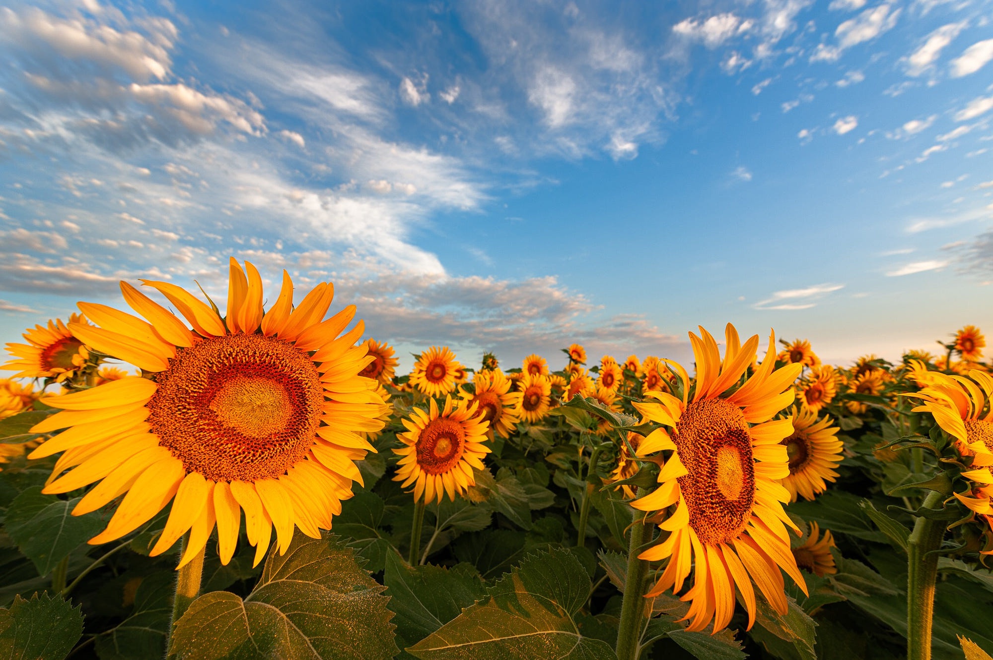 Download mobile wallpaper Flowers, Sky, Summer, Flower, Earth, Sunflower, Yellow Flower for free.