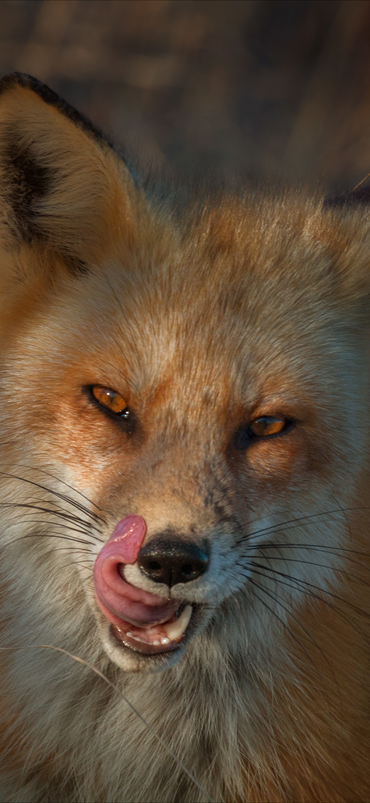 Download mobile wallpaper Fox, Animal for free.