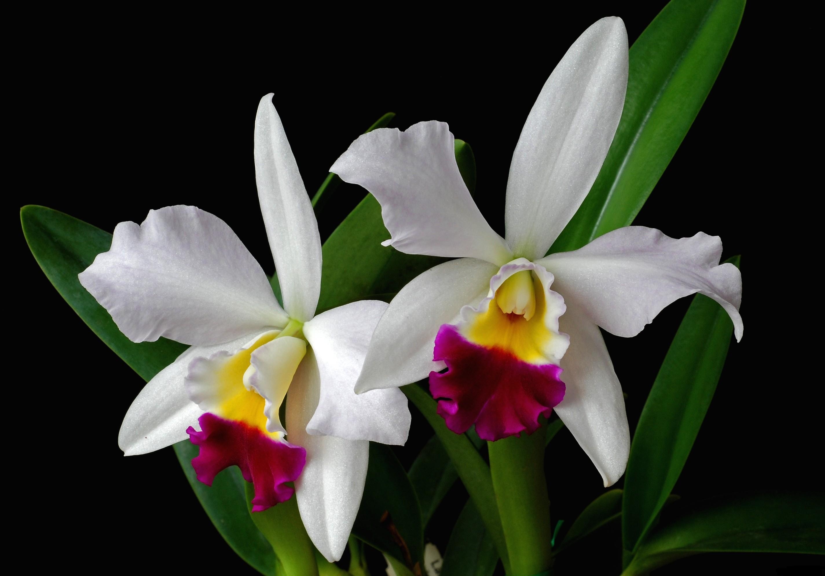 68886 скачать картинку орхидея, цветок, цветы, экзотика, листья, двухцветная - обои и заставки бесплатно