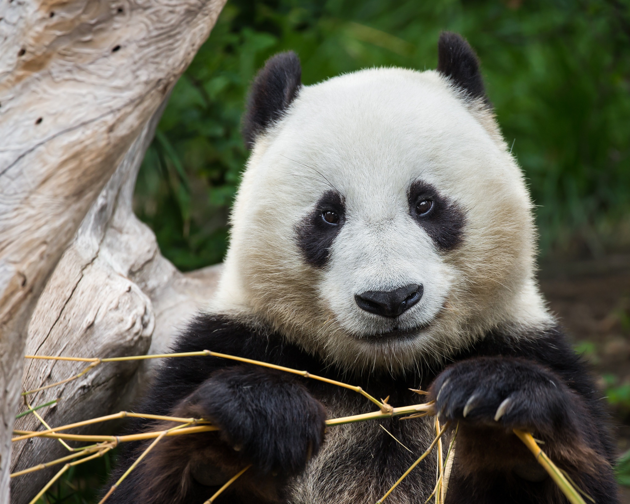 Handy-Wallpaper Tiere, Panda, Starren kostenlos herunterladen.