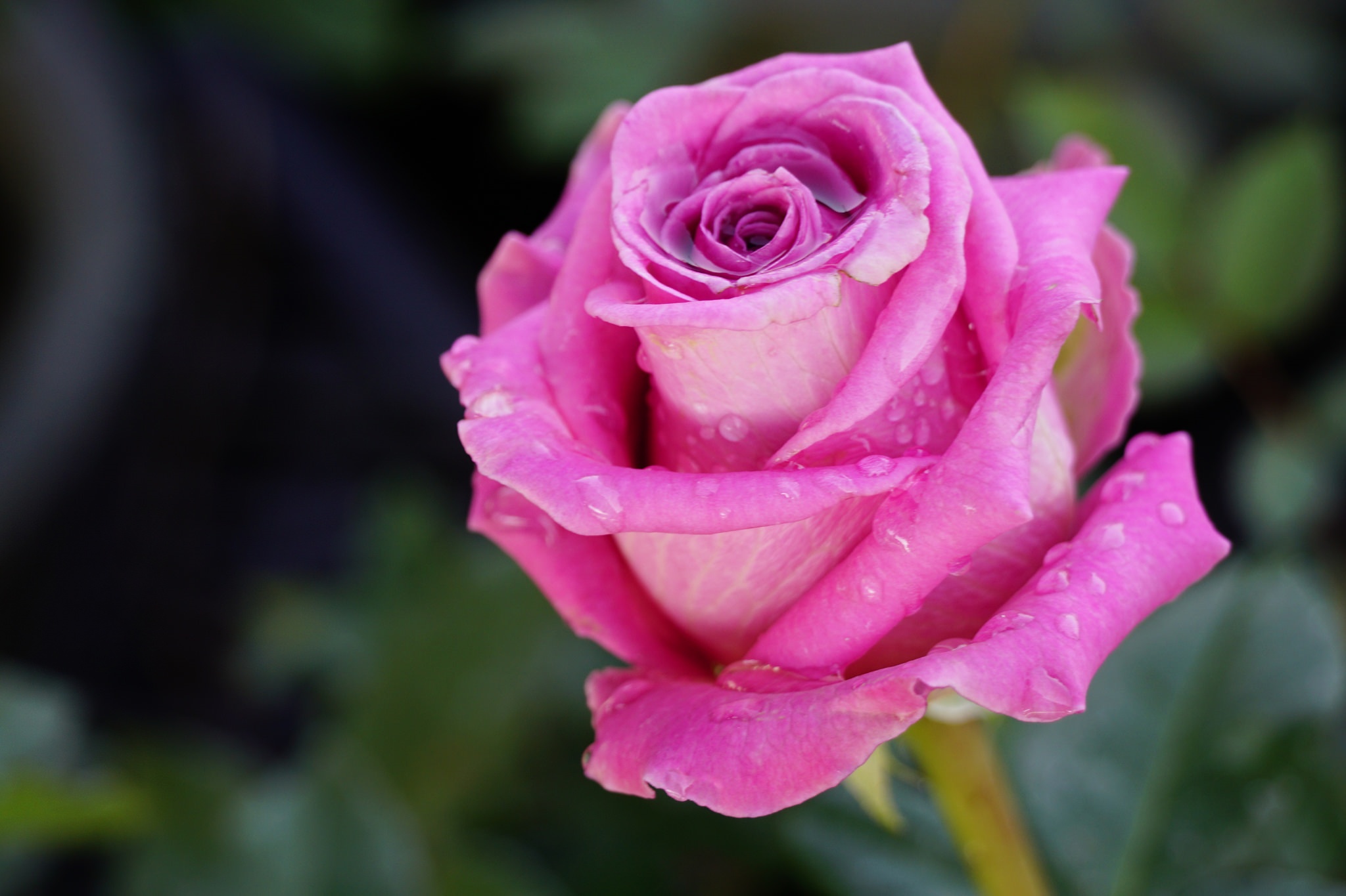 Descarga gratuita de fondo de pantalla para móvil de Naturaleza, Flores, Rosa, Flor Rosa, Tierra/naturaleza, Macrofotografía.