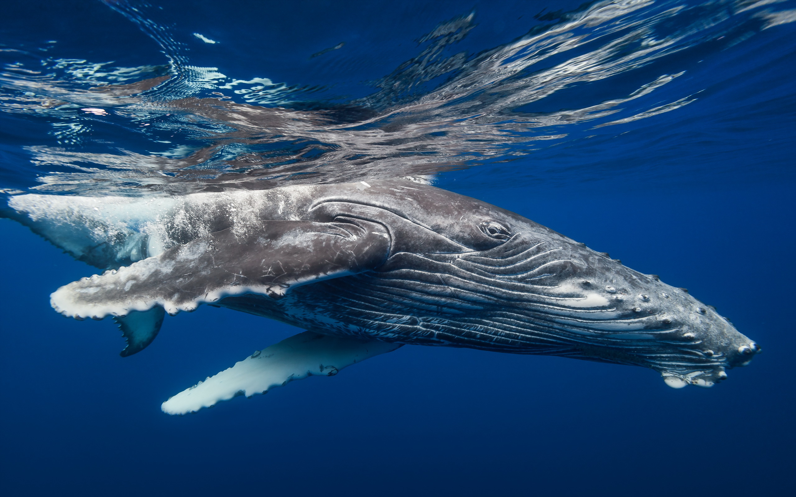 animal, humpback whale, underwater, whale
