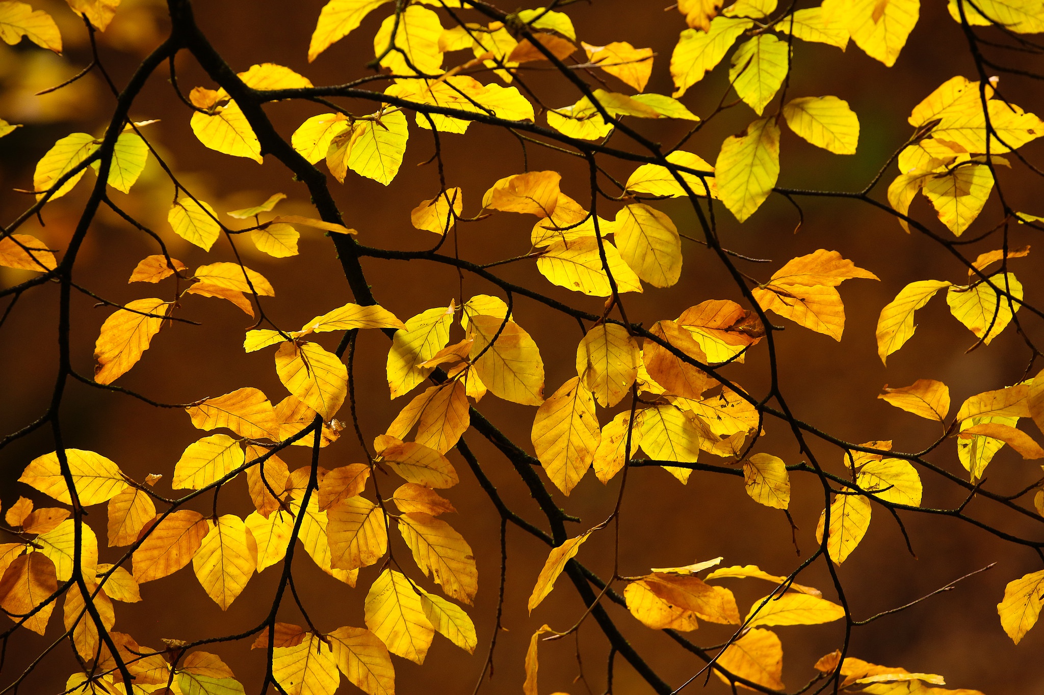 Laden Sie das Natur, Herbst, Blatt, Ast, Erde/natur-Bild kostenlos auf Ihren PC-Desktop herunter
