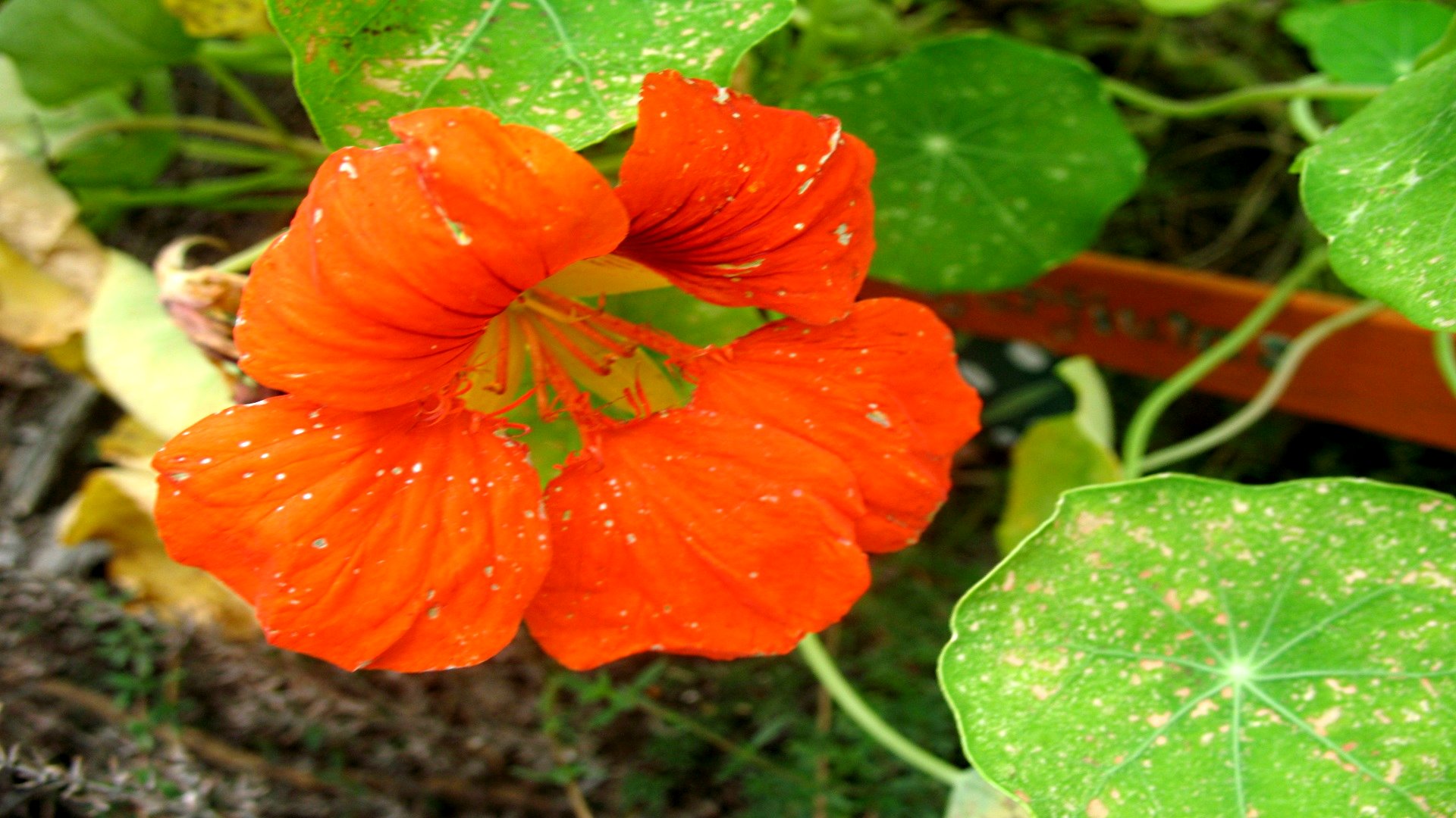 Baixe gratuitamente a imagem Flores, Flor, Terra/natureza na área de trabalho do seu PC