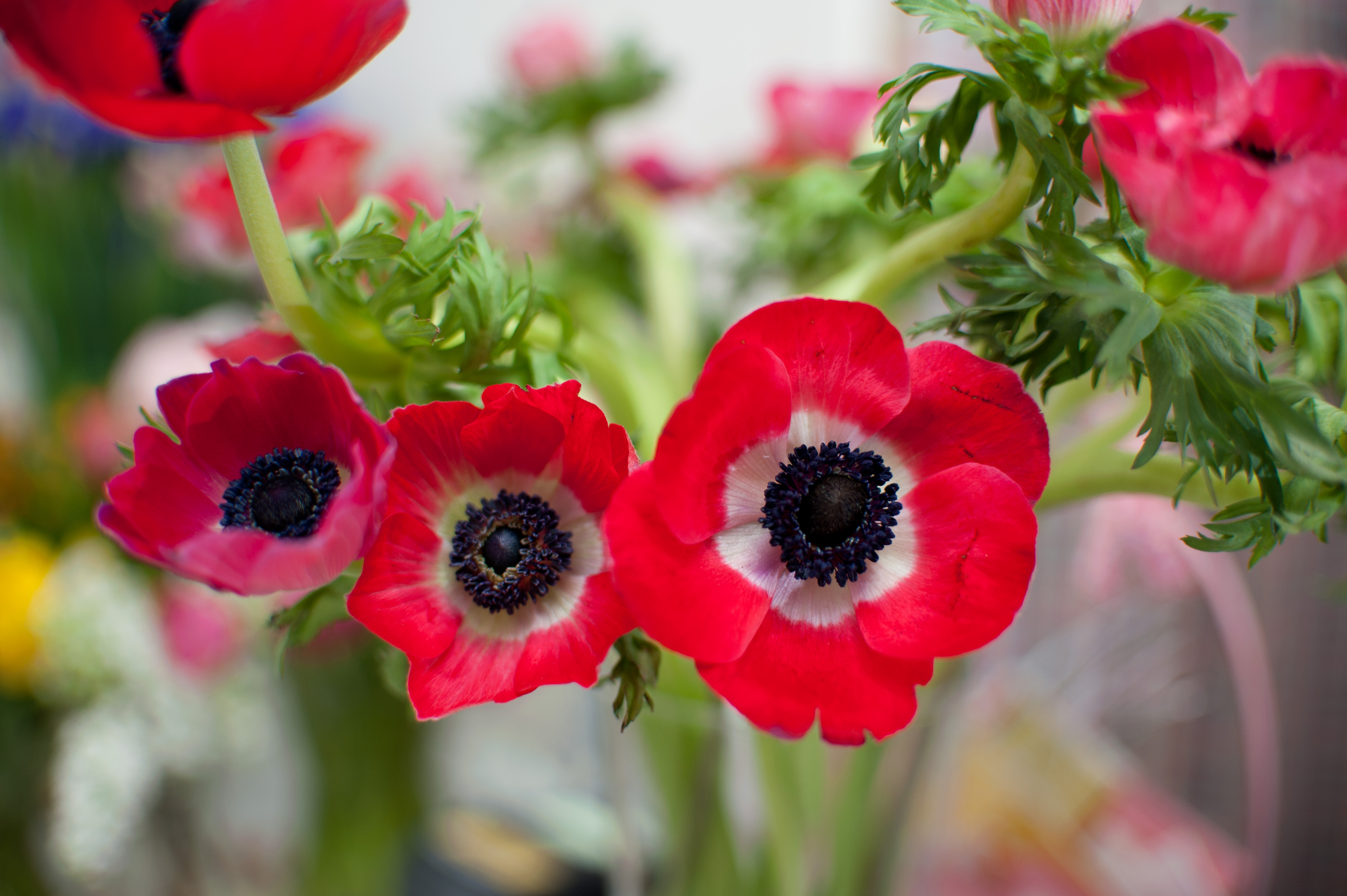 Download mobile wallpaper Nature, Flowers, Flower, Close Up, Earth, Anemone, Red Flower for free.