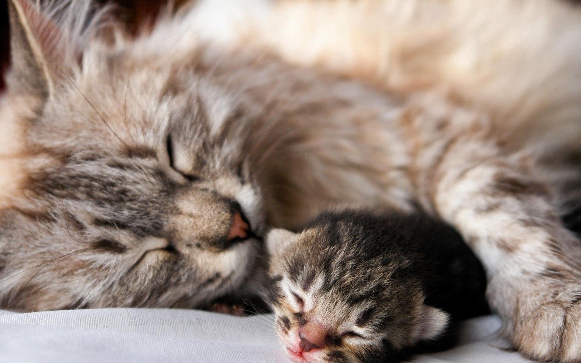 Free download wallpaper Animals, Young, Kitty, Pair, Sleep, Joey, Kitten, Tenderness, Couple, Cat, Dream on your PC desktop
