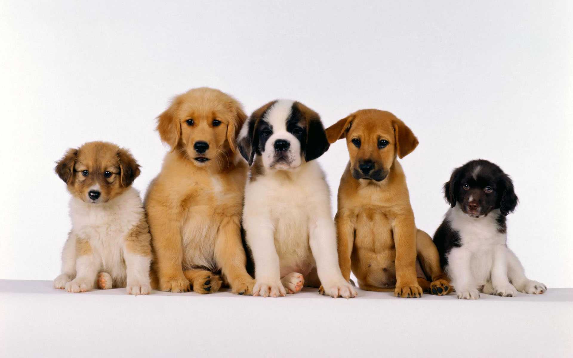 322101 завантажити шпалери собаки, тварина, пес, щеня - заставки і картинки безкоштовно