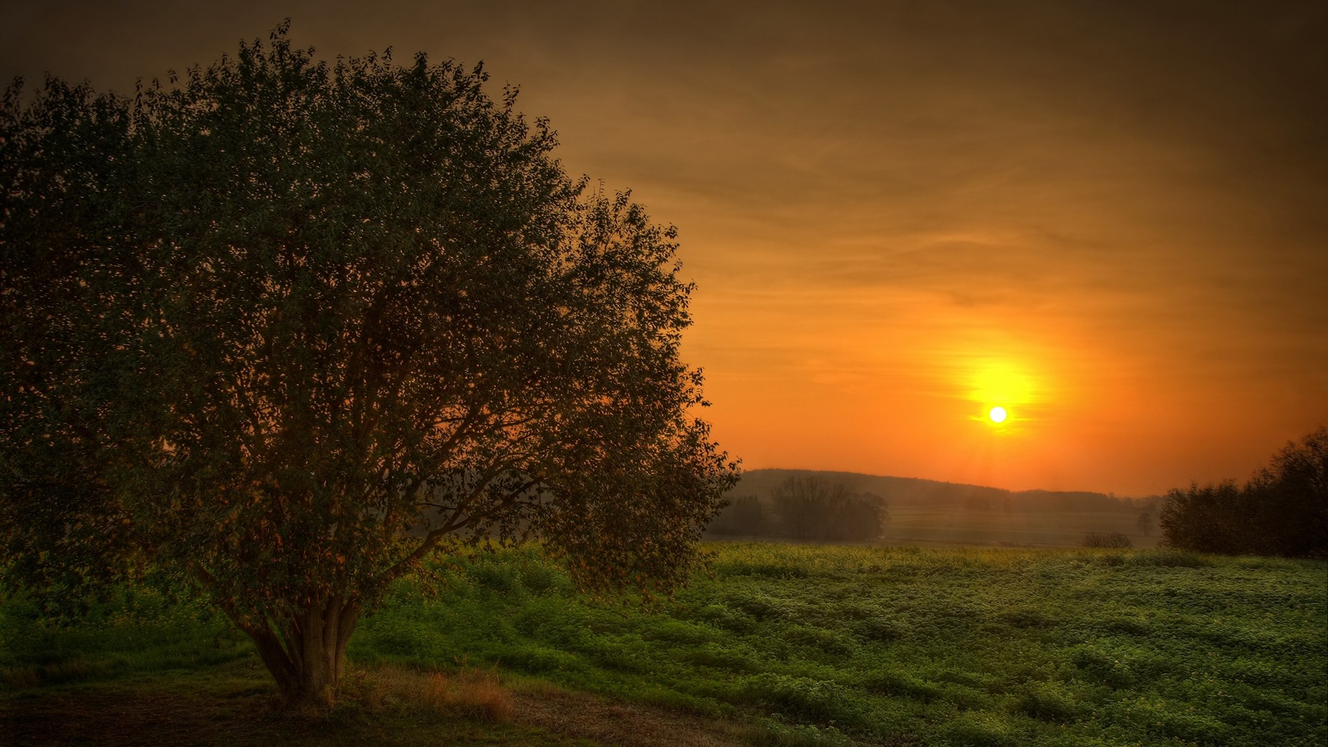 Free download wallpaper Landscape, Sunset, Tree, Earth on your PC desktop