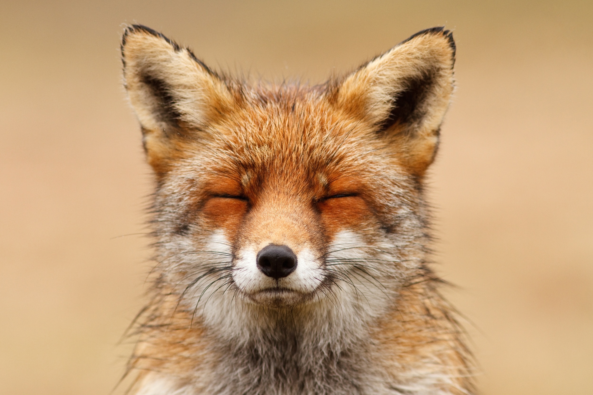 Free download wallpaper Fox, Animal on your PC desktop