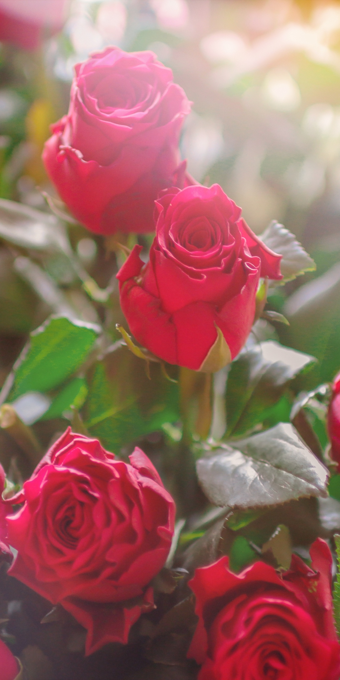 Download mobile wallpaper Nature, Flowers, Flower, Rose, Earth, Red Rose, Red Flower for free.