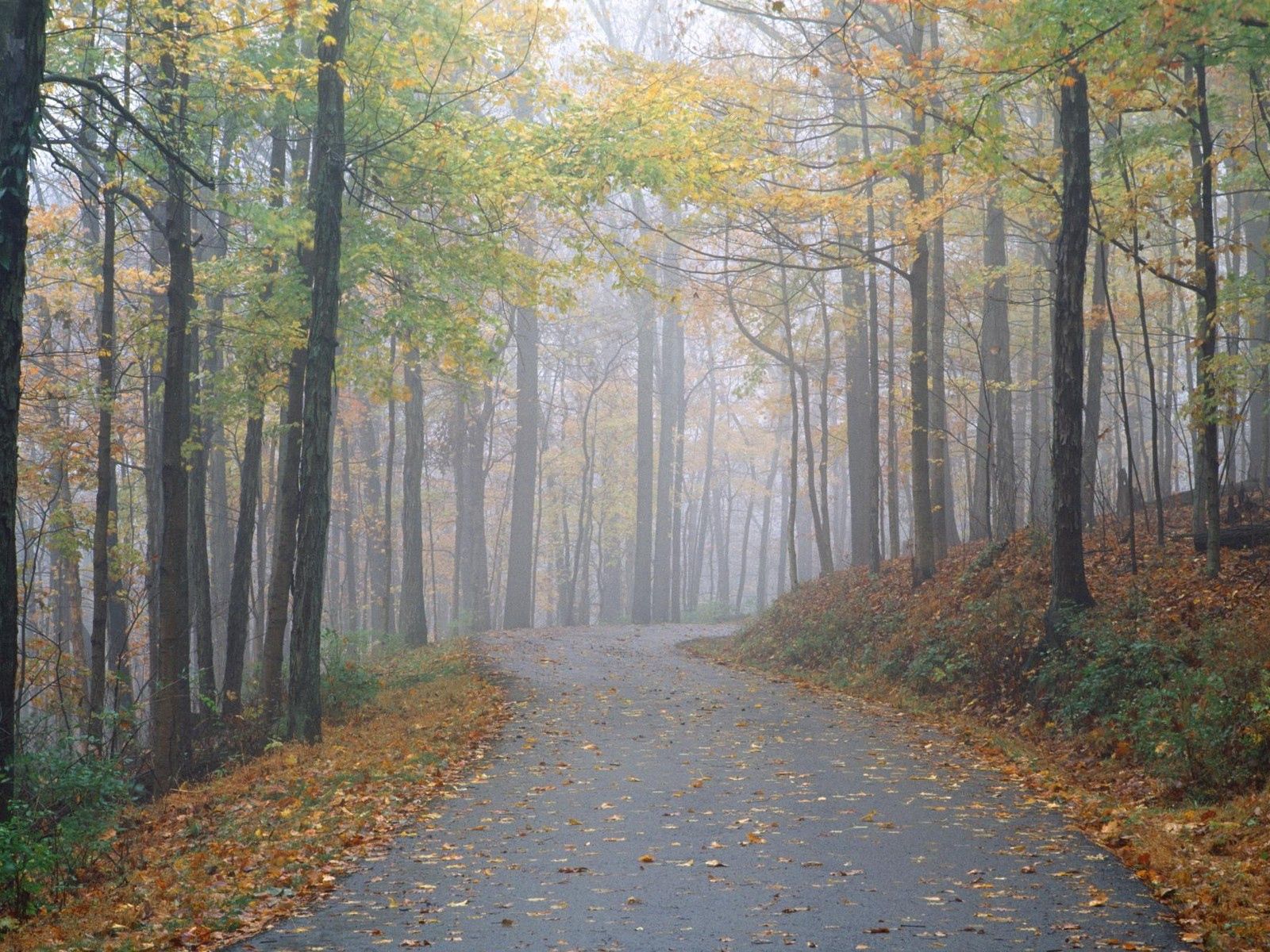 nature, alley, trees, road, park, fog, path, trail, secret, mystery