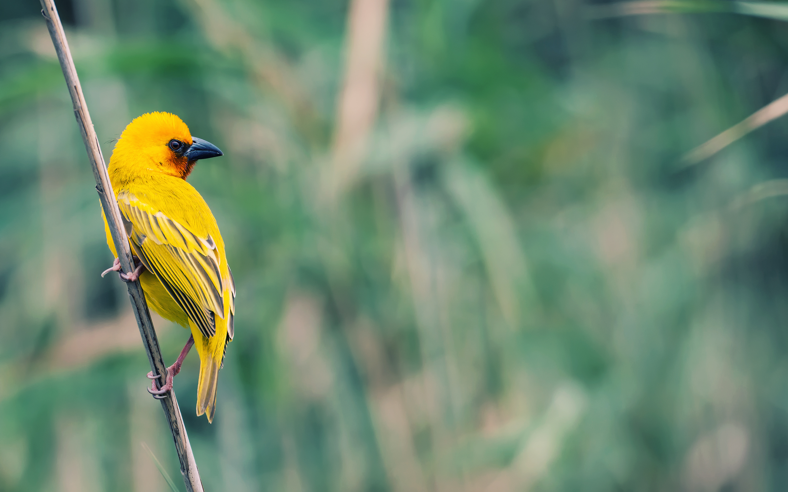 Descarga gratuita de fondo de pantalla para móvil de Ave, Aves, Animales.