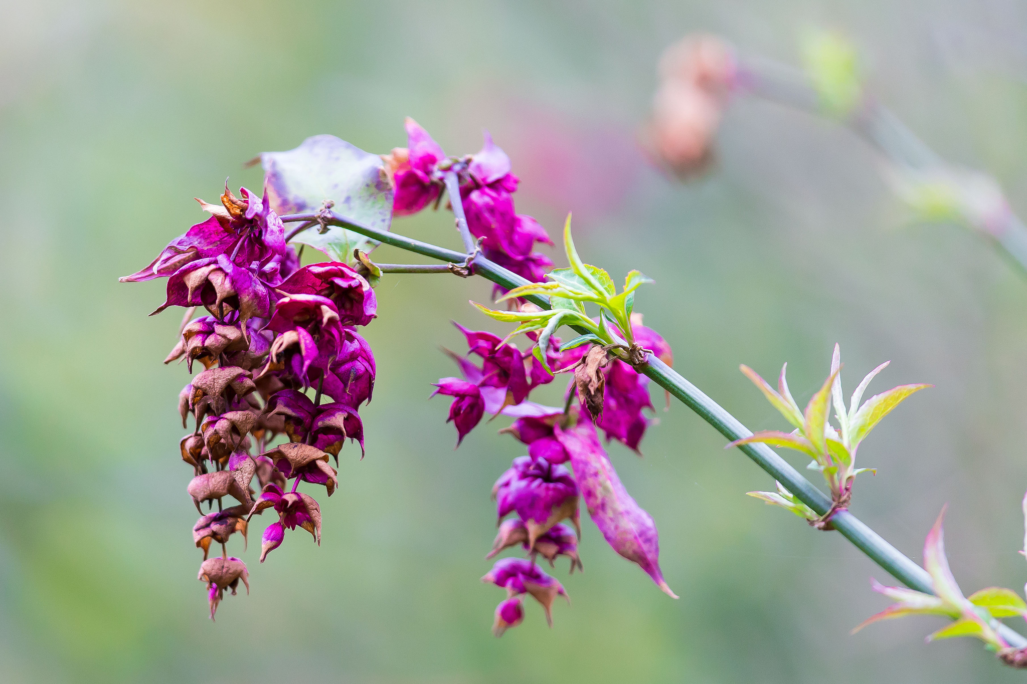 Baixe gratuitamente a imagem Flores, Floração, Terra/natureza na área de trabalho do seu PC