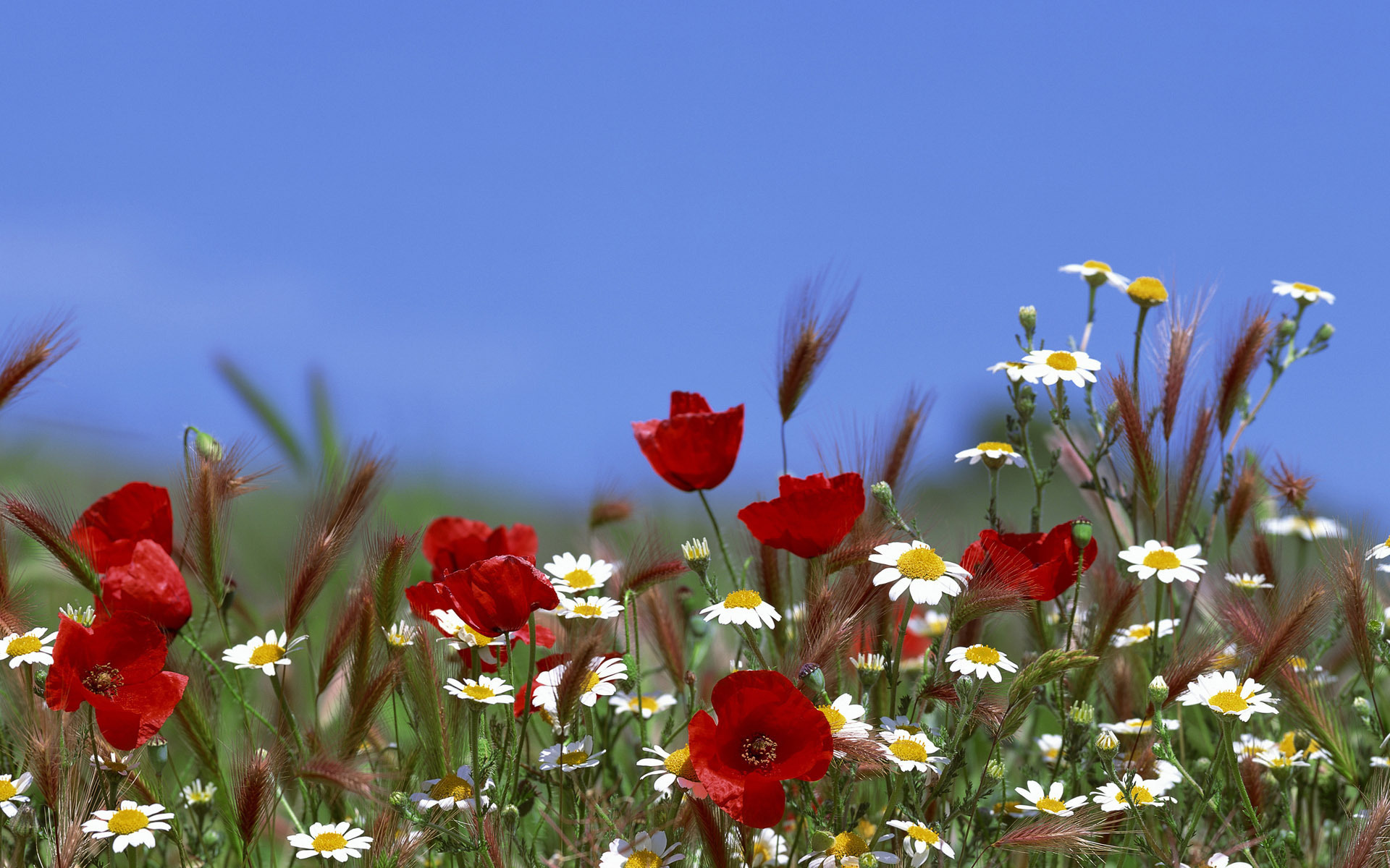 Free download wallpaper Flowers, Flower, Earth on your PC desktop