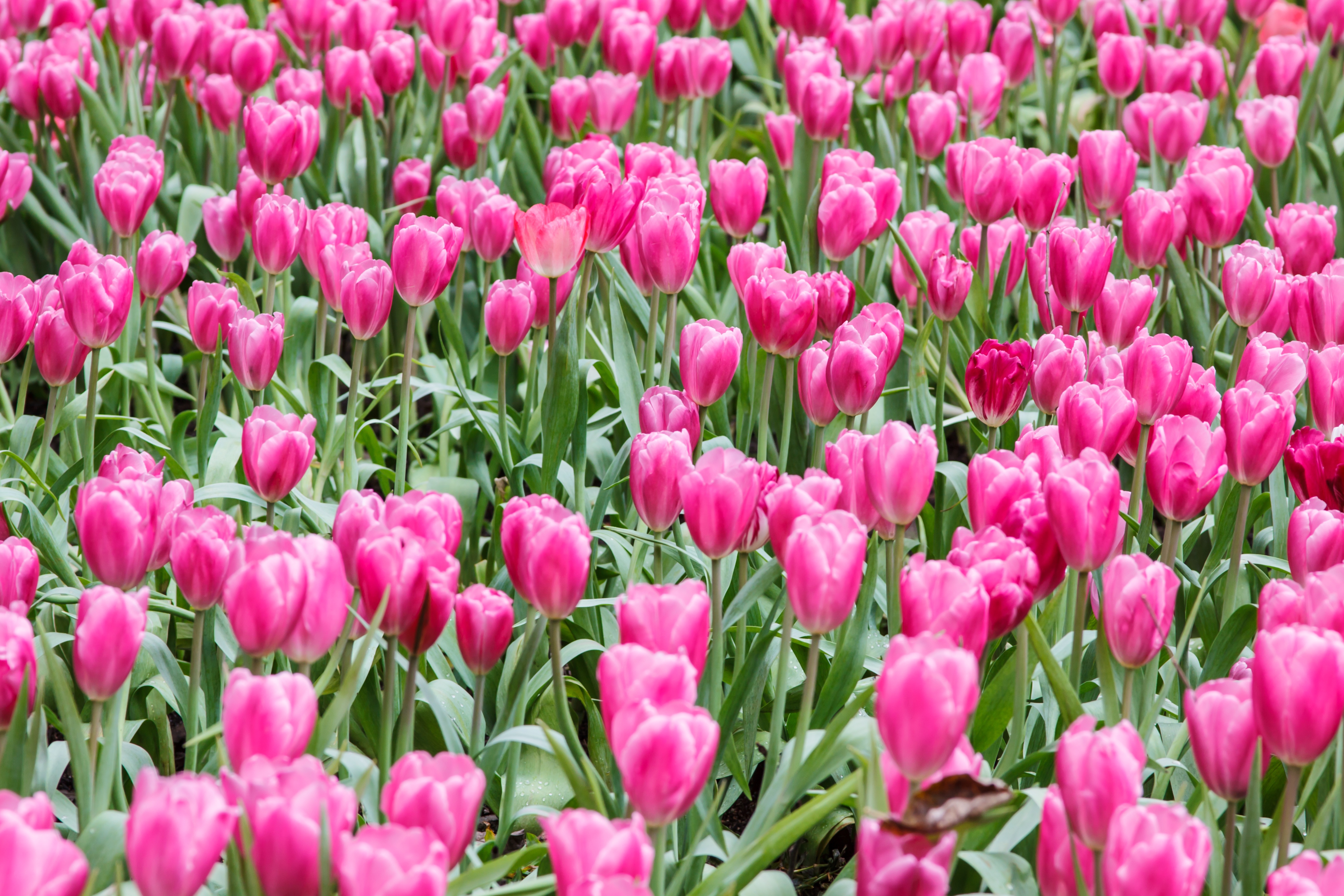 Descarga gratis la imagen Naturaleza, Flores, Flor, Flor Rosa, Tulipán, Tierra/naturaleza en el escritorio de tu PC