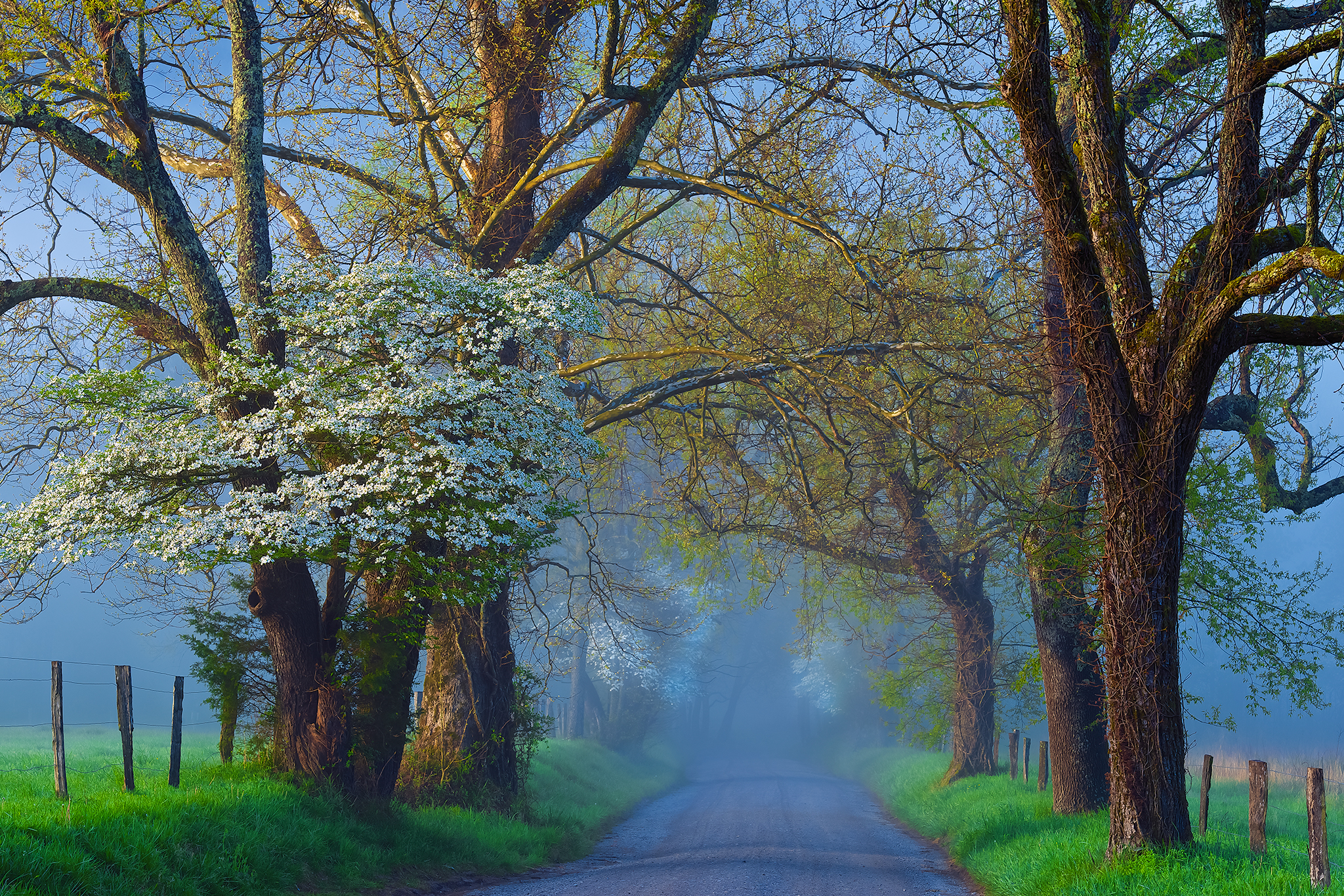 Free download wallpaper Road, Tree, Fog, Fence, Spring, Man Made on your PC desktop