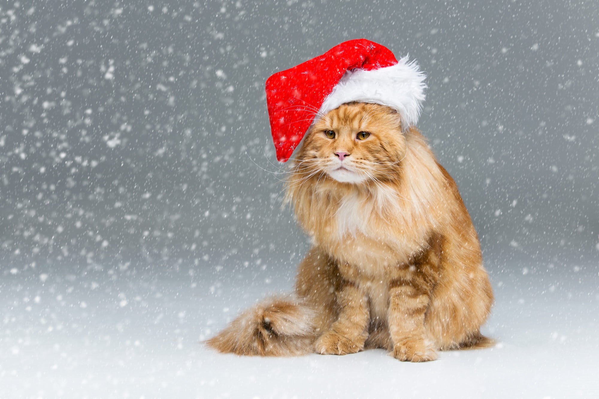 Laden Sie das Tiere, Katzen, Katze, Schneefall, Amerikanische Waldkatze, Weihnachtsmütze-Bild kostenlos auf Ihren PC-Desktop herunter