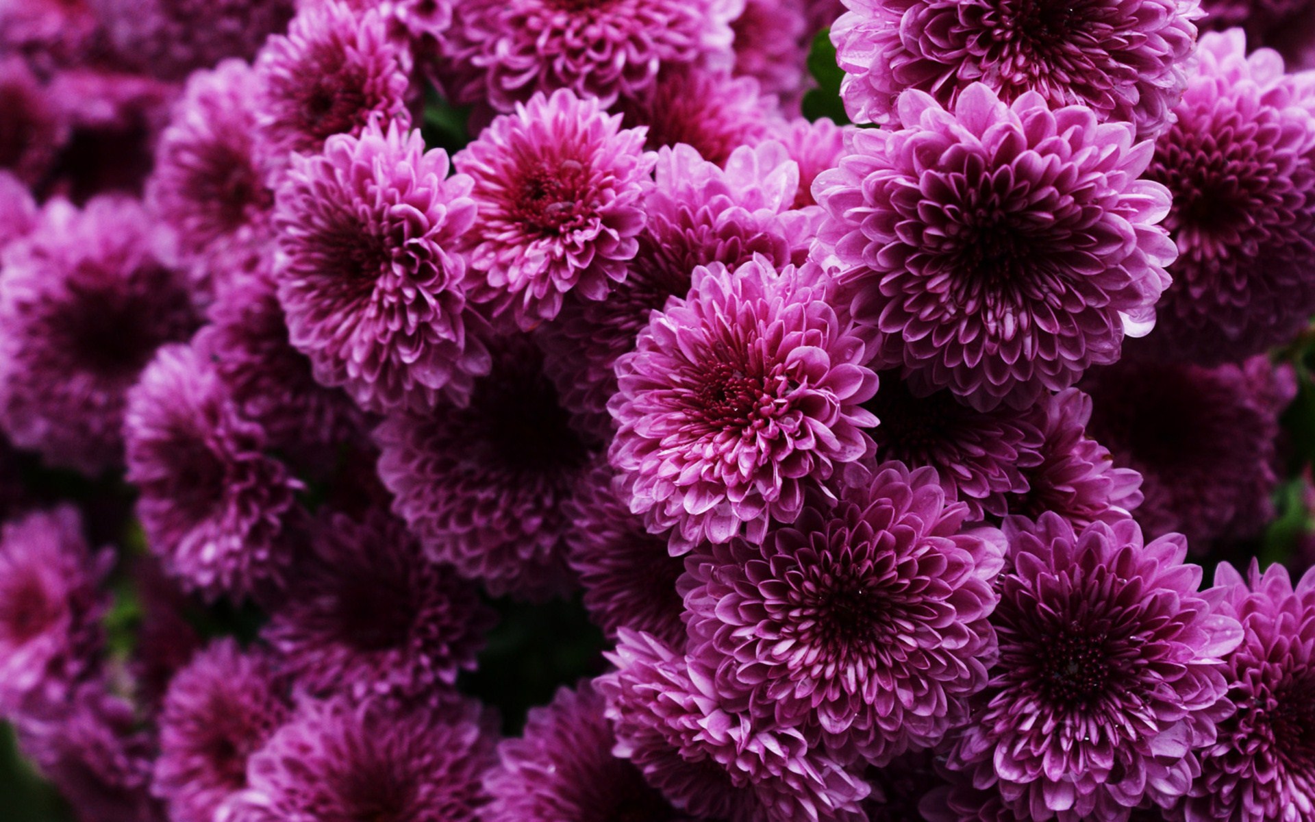 earth, chrysanthemum, flower, purple flower, flowers