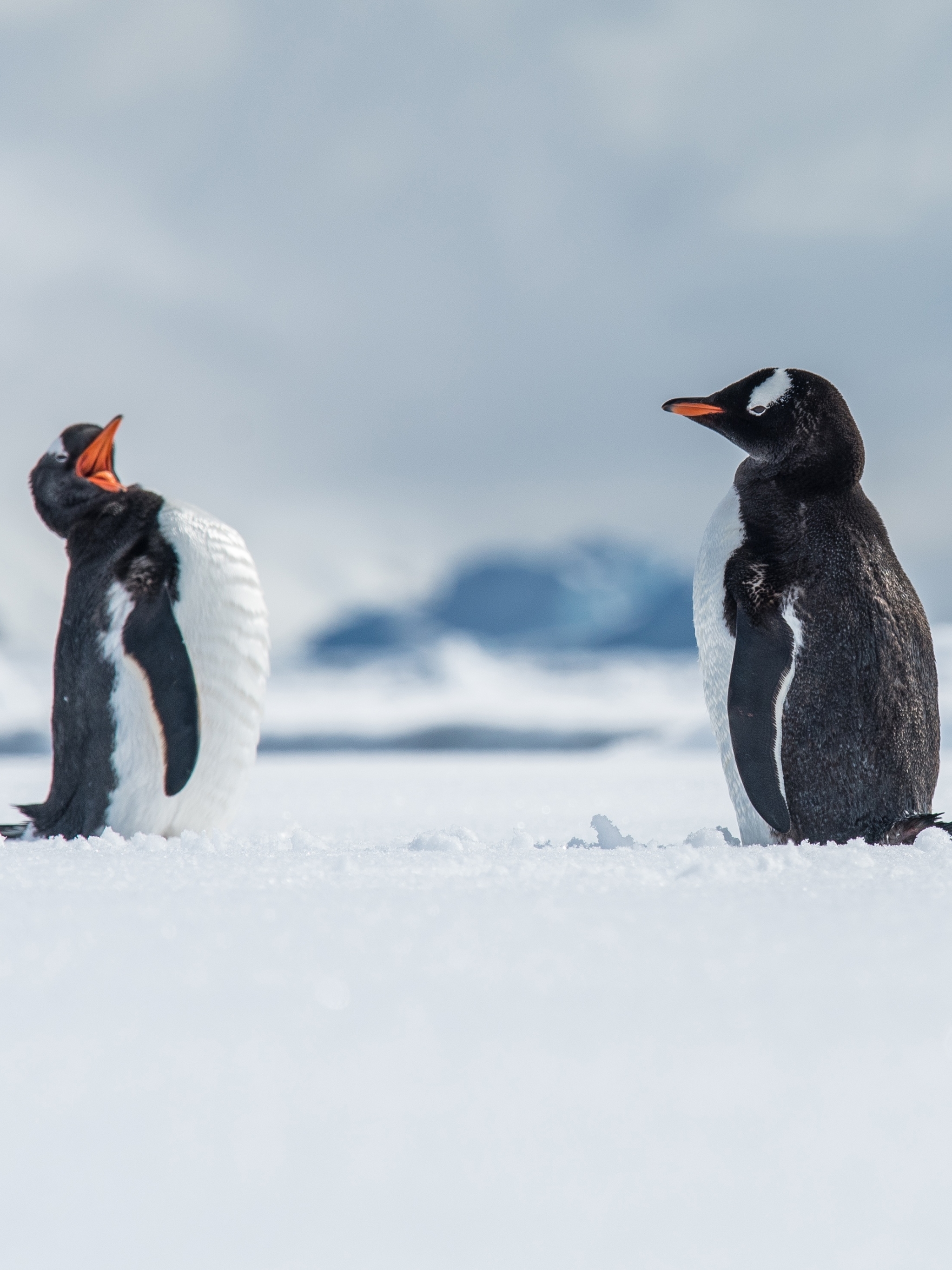 Descarga gratis la imagen Animales, Nieve, Pingüino, Aves, Bebe Animal en el escritorio de tu PC
