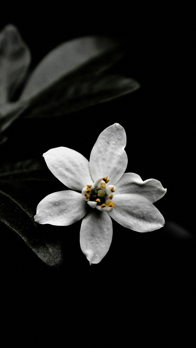 Descarga gratuita de fondo de pantalla para móvil de Flores, Flor, Tierra/naturaleza.