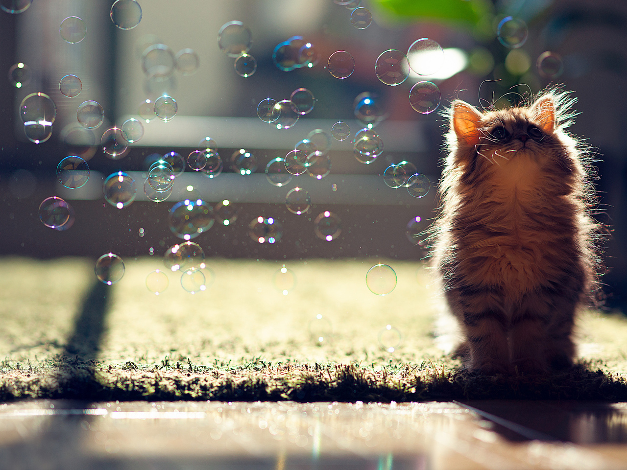 Download mobile wallpaper Animals, Cats, Bubbles for free.