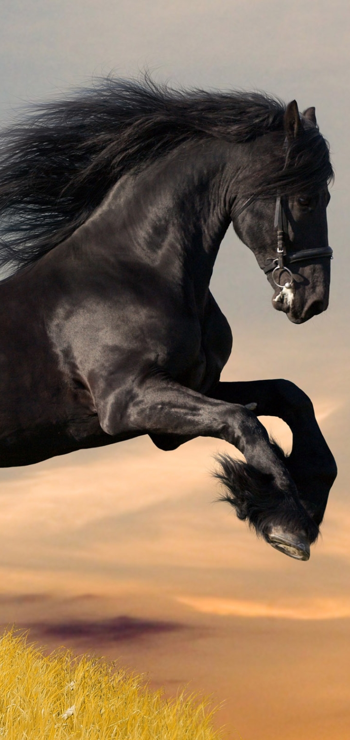1373732 скачать обои фризская лошадь, животные - заставки и картинки бесплатно