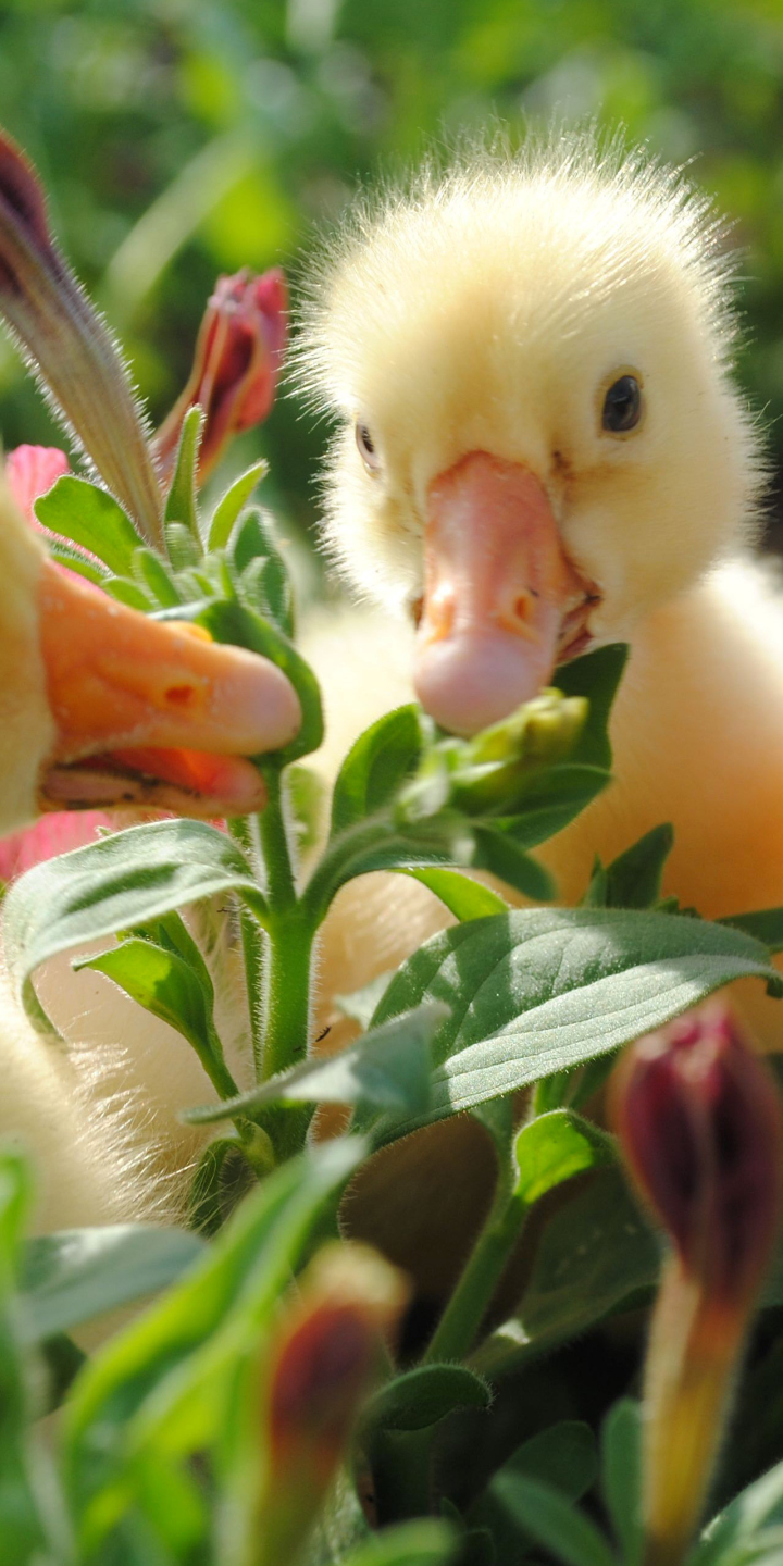 Download mobile wallpaper Birds, Animal, Duck, Baby Animal for free.