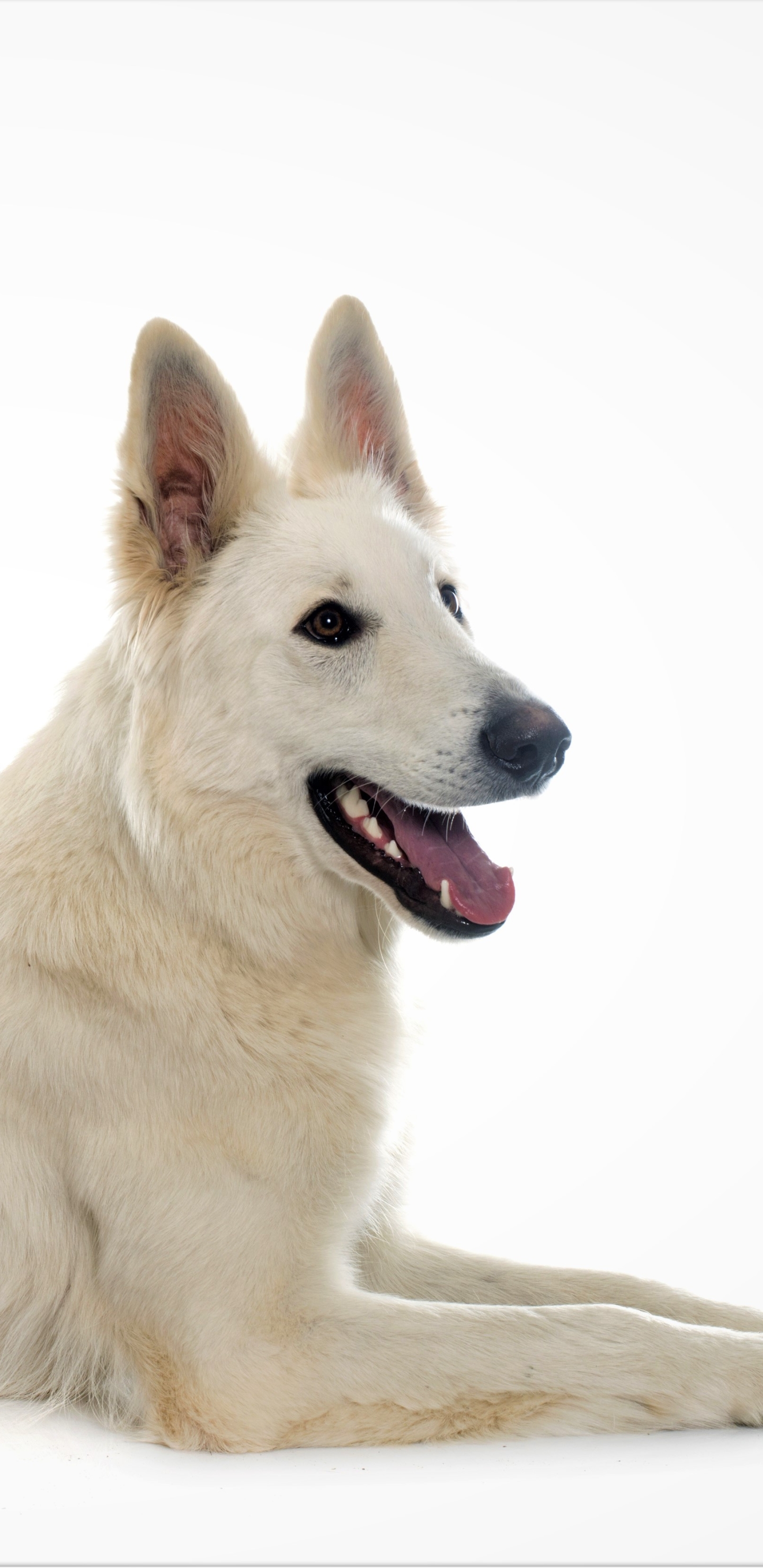 PCデスクトップに動物, 犬, ジャーマンシェパード画像を無料でダウンロード