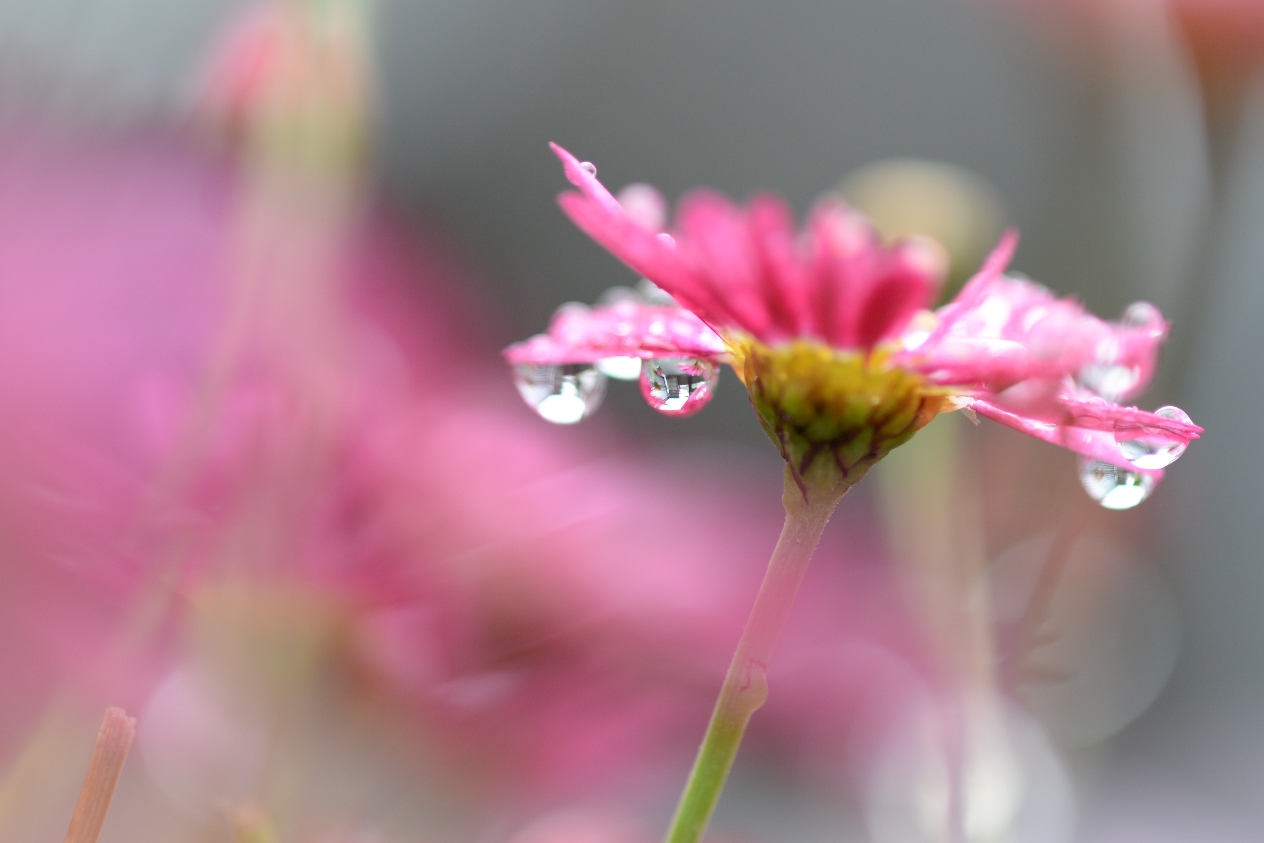 Download mobile wallpaper Smooth, Drops, Blur, Macro, Flower for free.