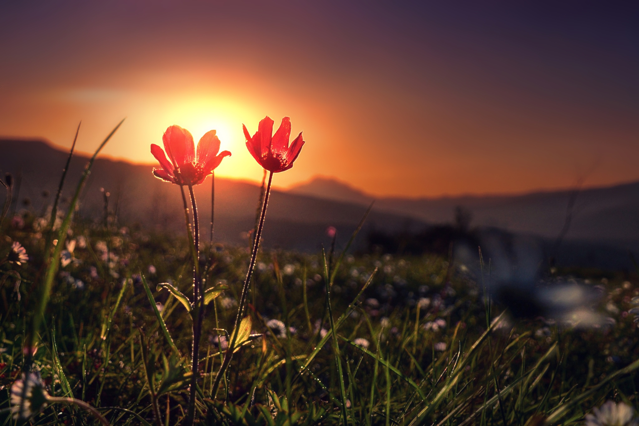Download mobile wallpaper Nature, Flowers, Flower, Sunrise, Earth, Red Flower, Depth Of Field for free.