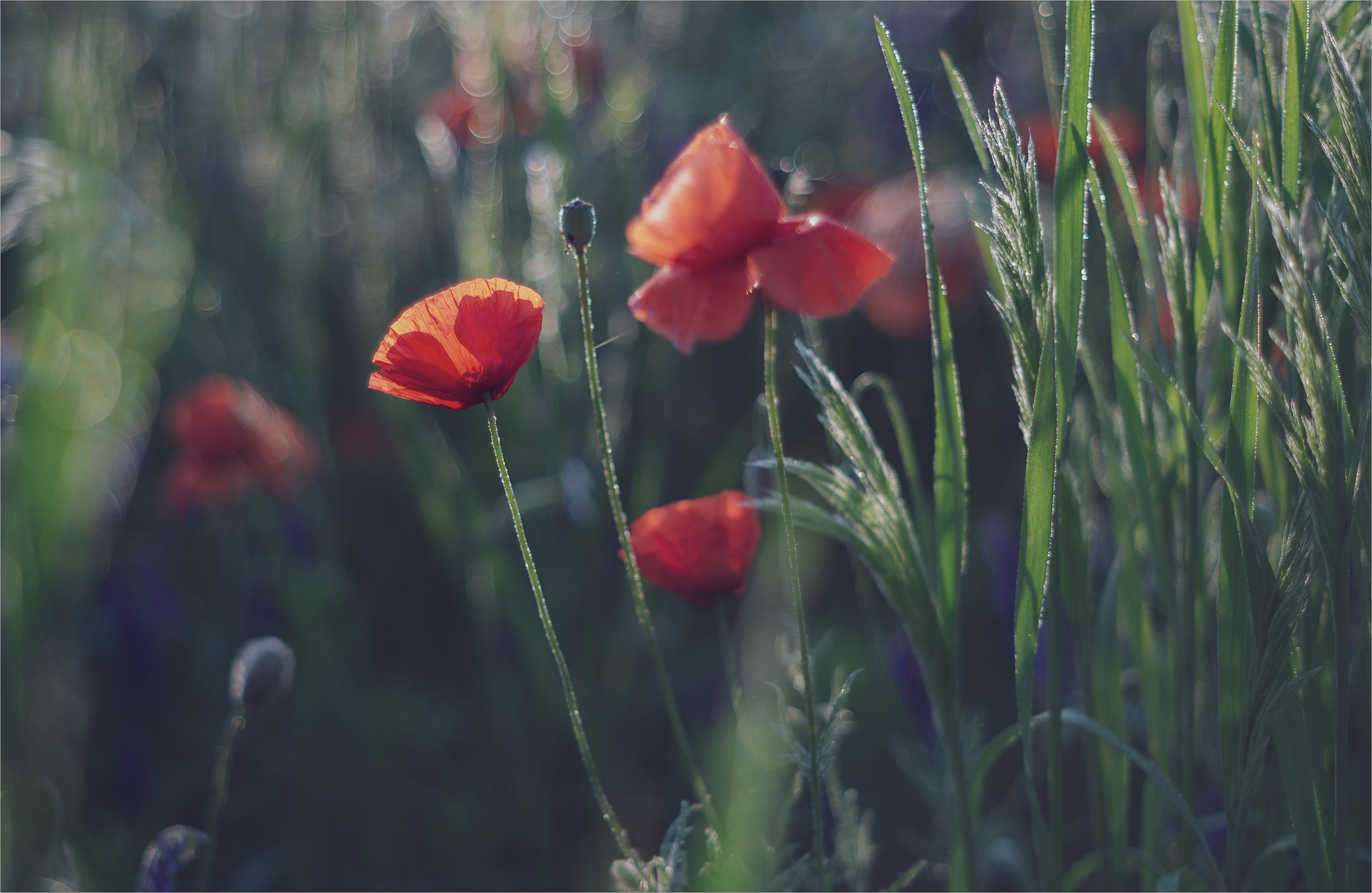 Download mobile wallpaper Flowers, Flower, Earth, Poppy, Red Flower for free.