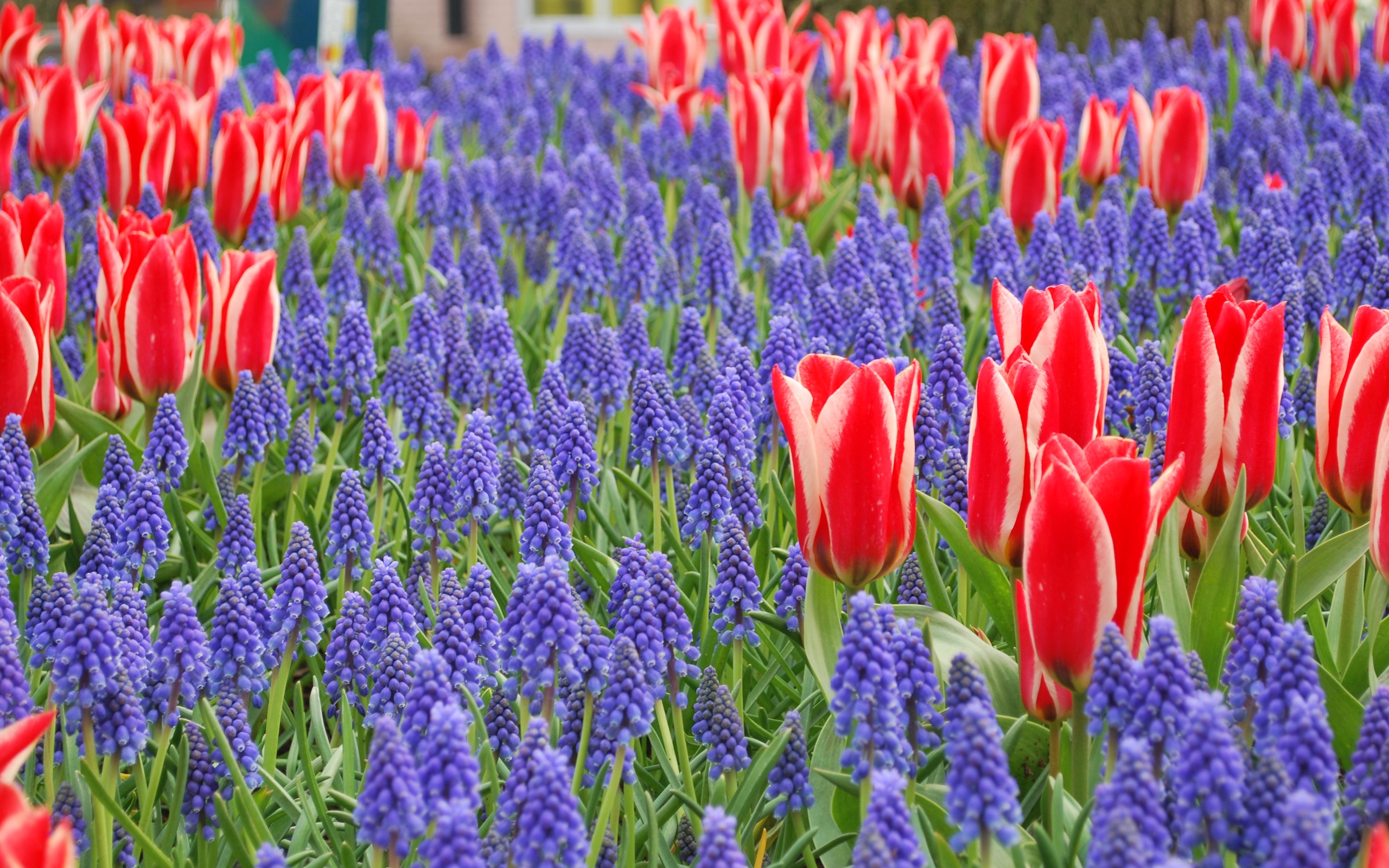 Baixar papel de parede para celular de Flores, Tulipa, Terra/natureza gratuito.