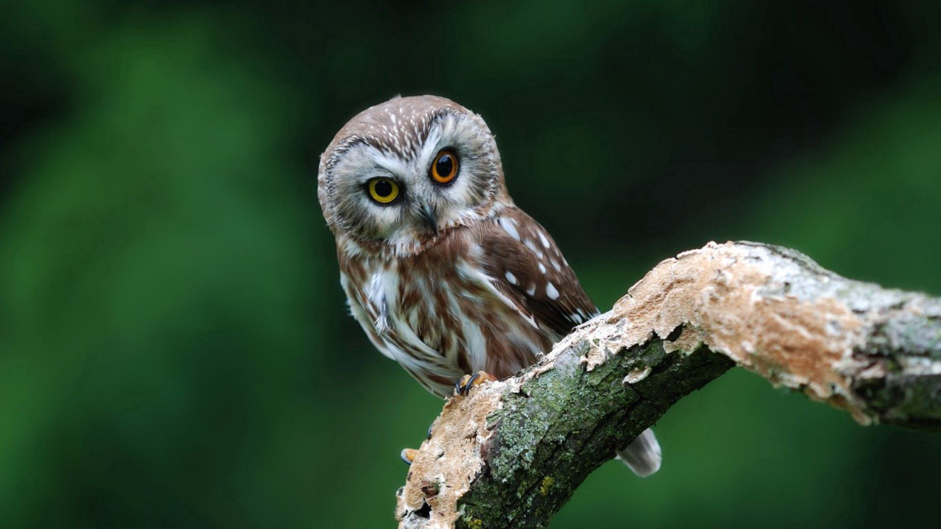 Download mobile wallpaper Animals, Predator, Owl, Bird for free.