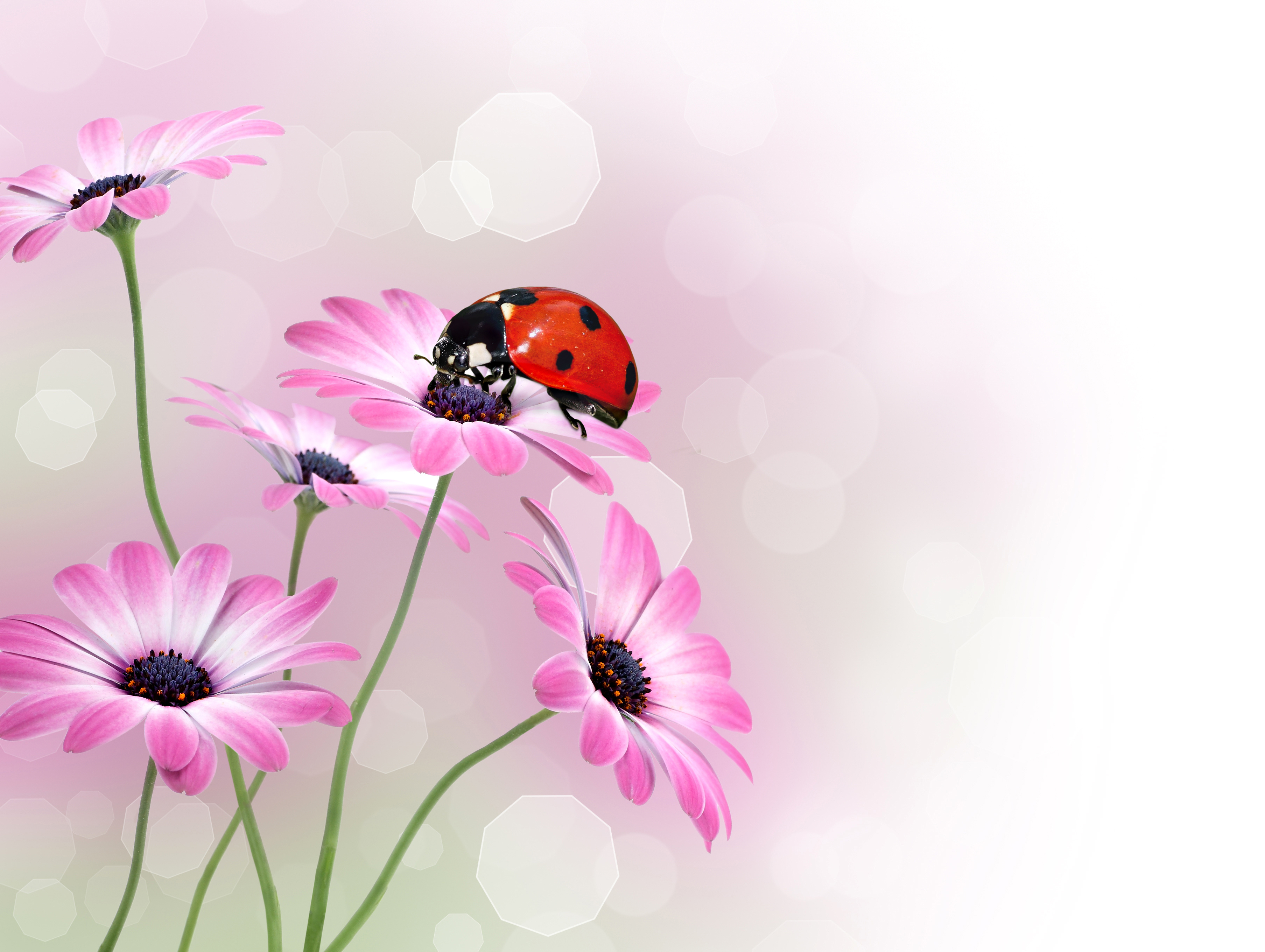 Download mobile wallpaper Flower, Insect, Animal, Ladybug, Bokeh, Purple Flower for free.