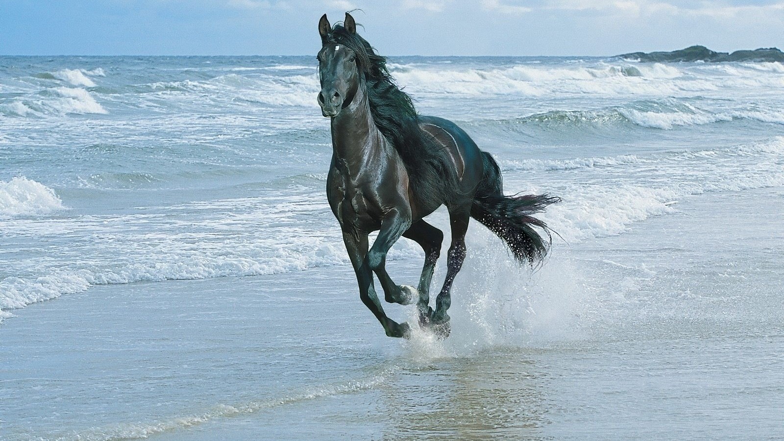 horses, animals, water, sea, blue