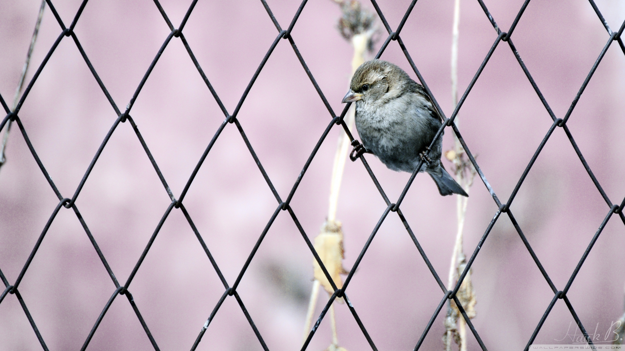 Téléchargez des papiers peints mobile Oiseau, Des Oiseaux, Animaux gratuitement.