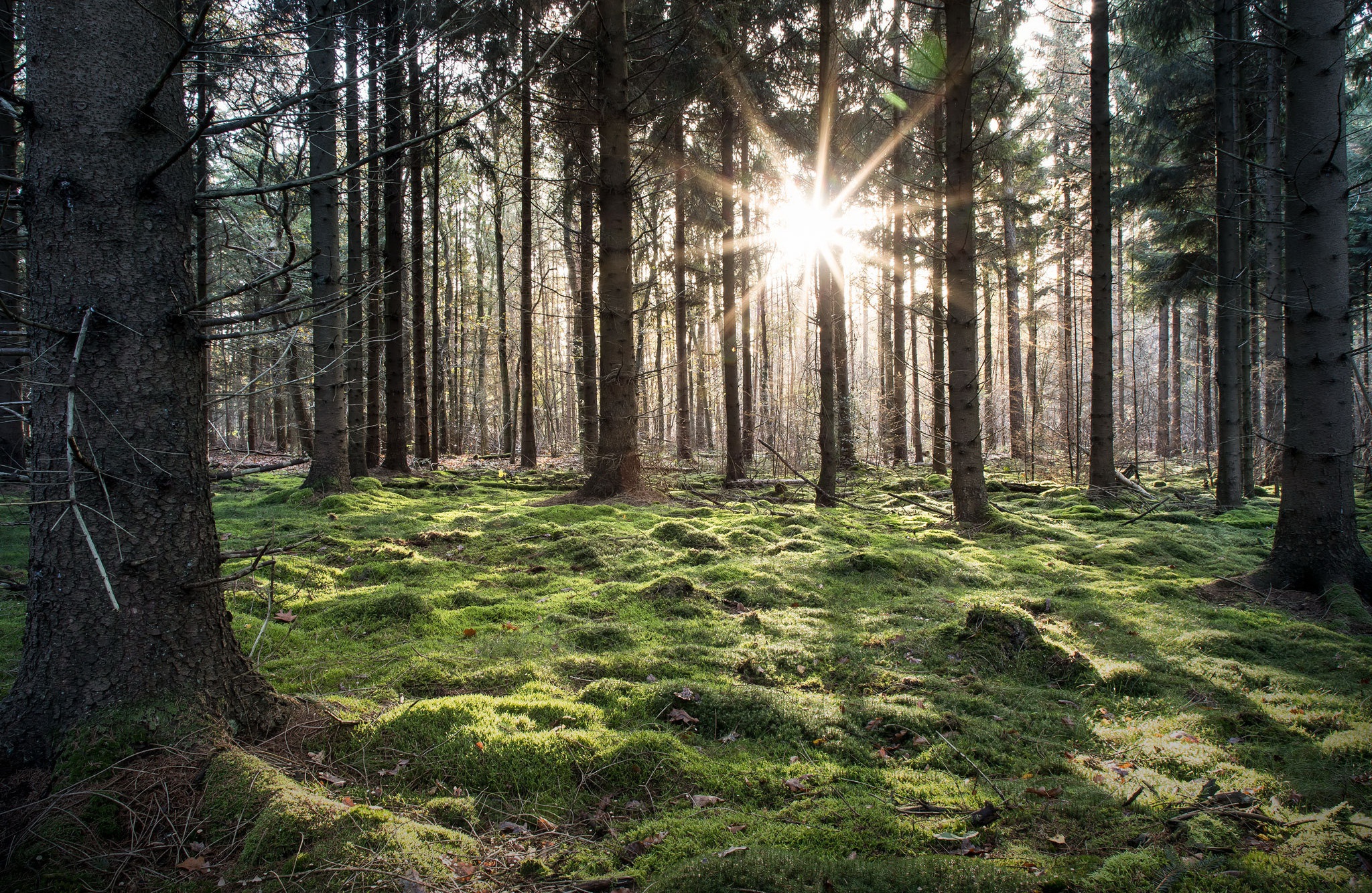 Handy-Wallpaper Natur, Wald, Baum, Sonnenstrahl, Erde/natur kostenlos herunterladen.