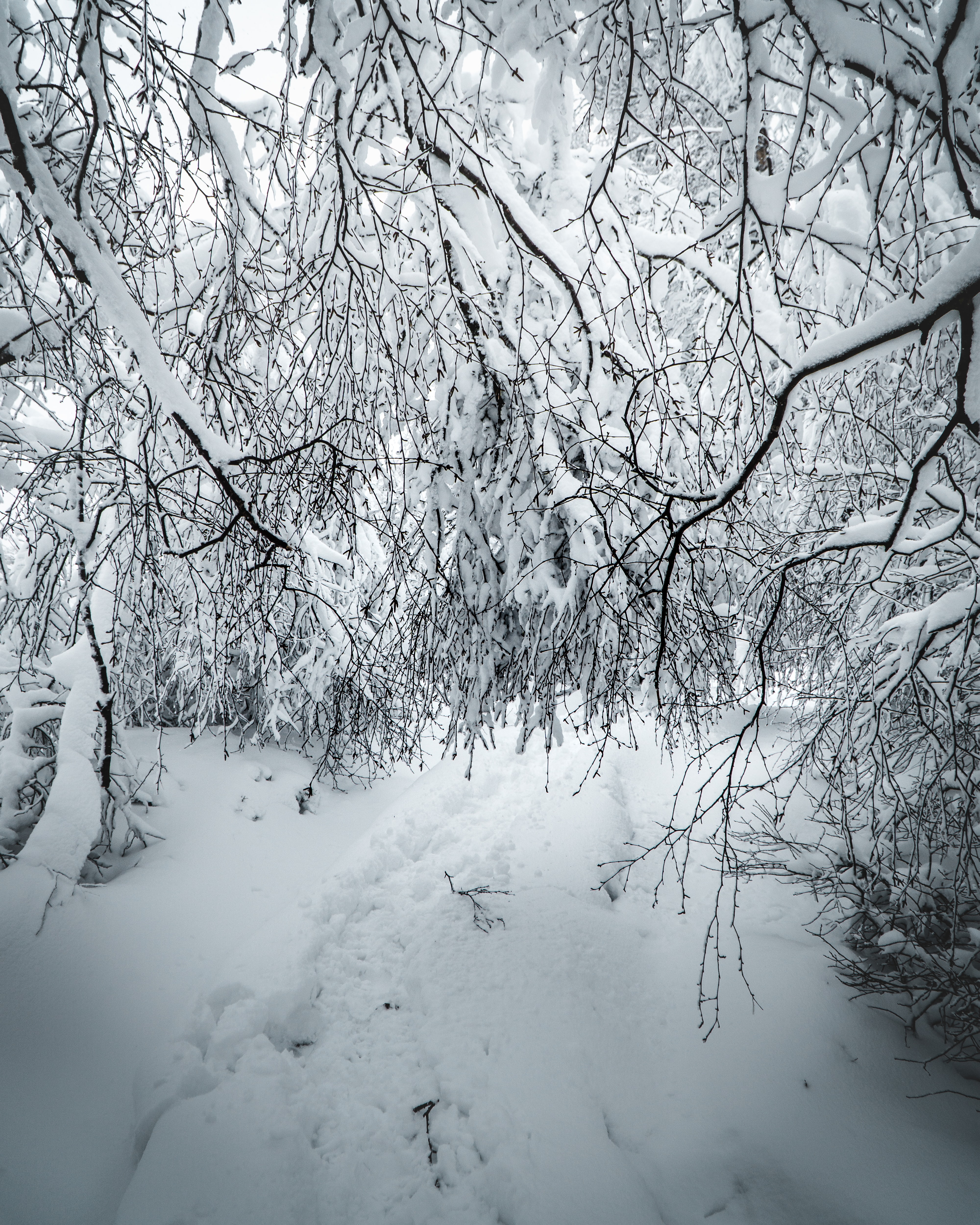 Download mobile wallpaper Bush, Branches, Snow, Winter, Nature for free.