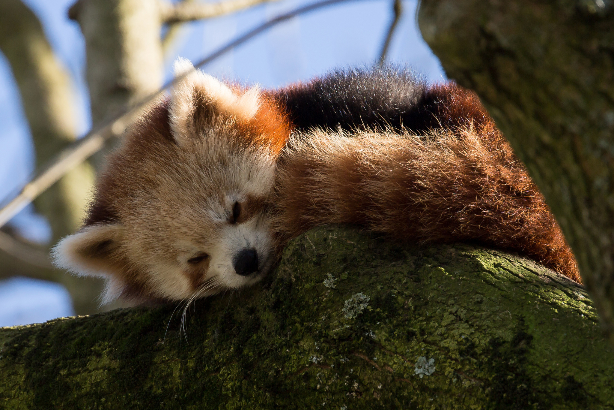 Free download wallpaper Branch, Animal, Sleeping, Cute, Red Panda on your PC desktop