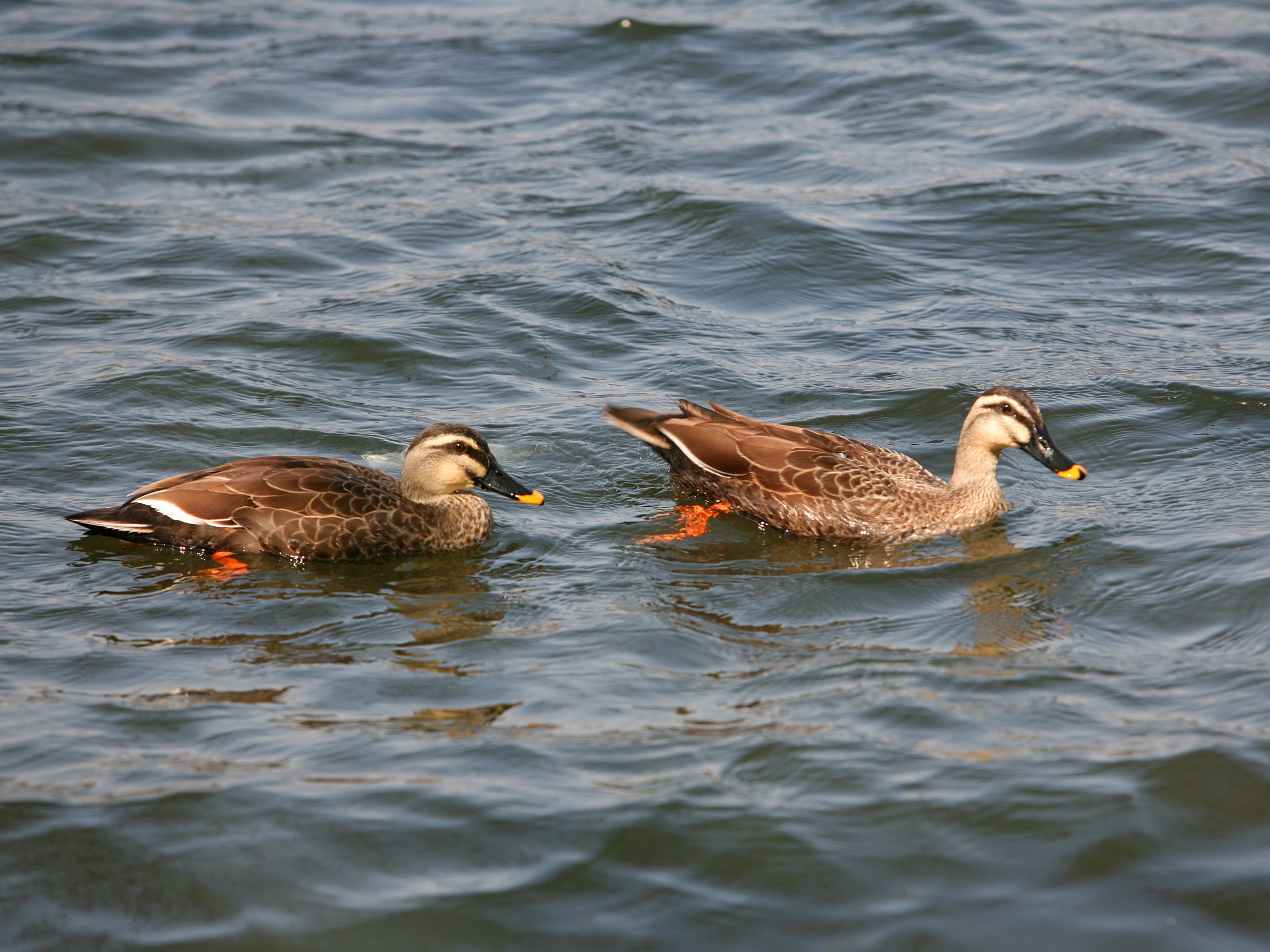 Baixe gratuitamente a imagem Animais, Aves, Pato na área de trabalho do seu PC